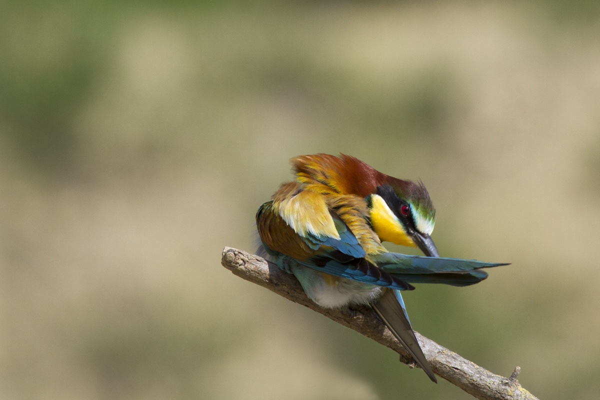 gruccione contorsionista