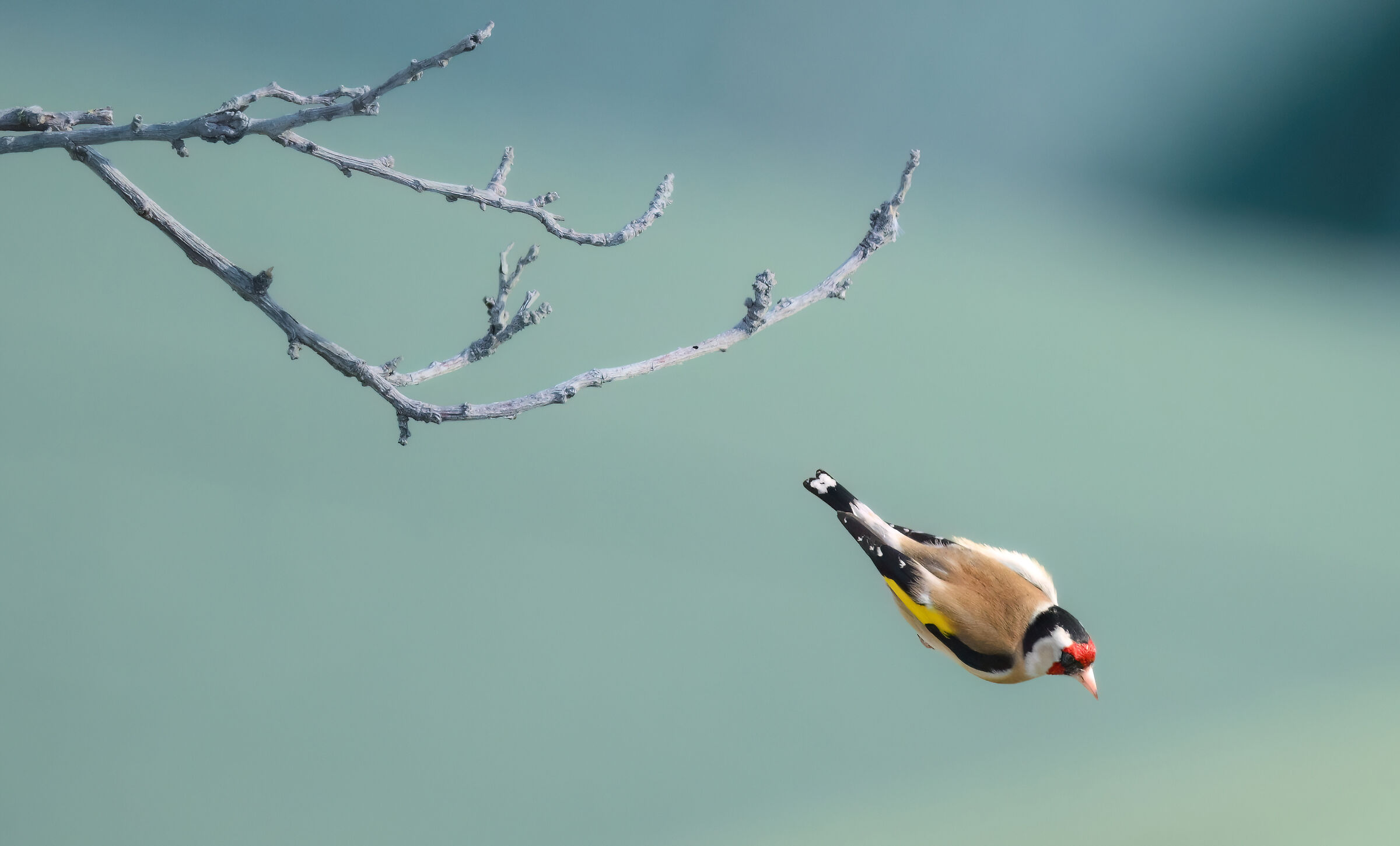 Goldfinch 9