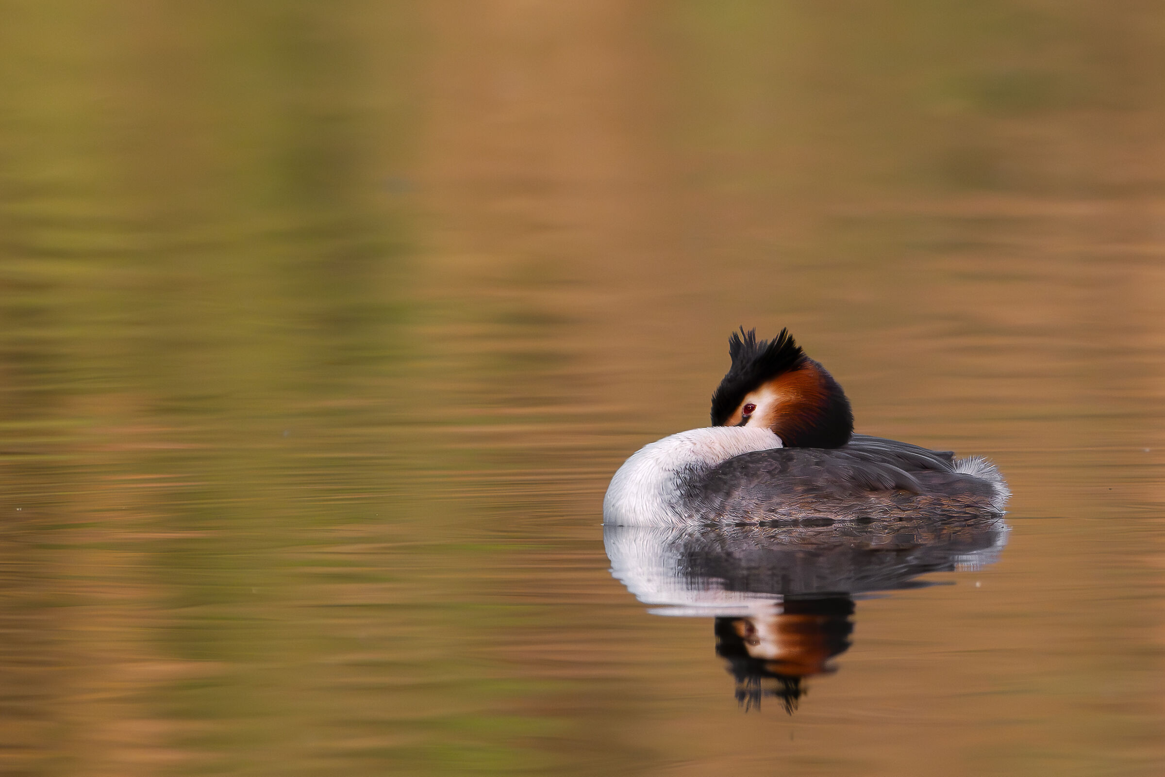 Resting Grebe