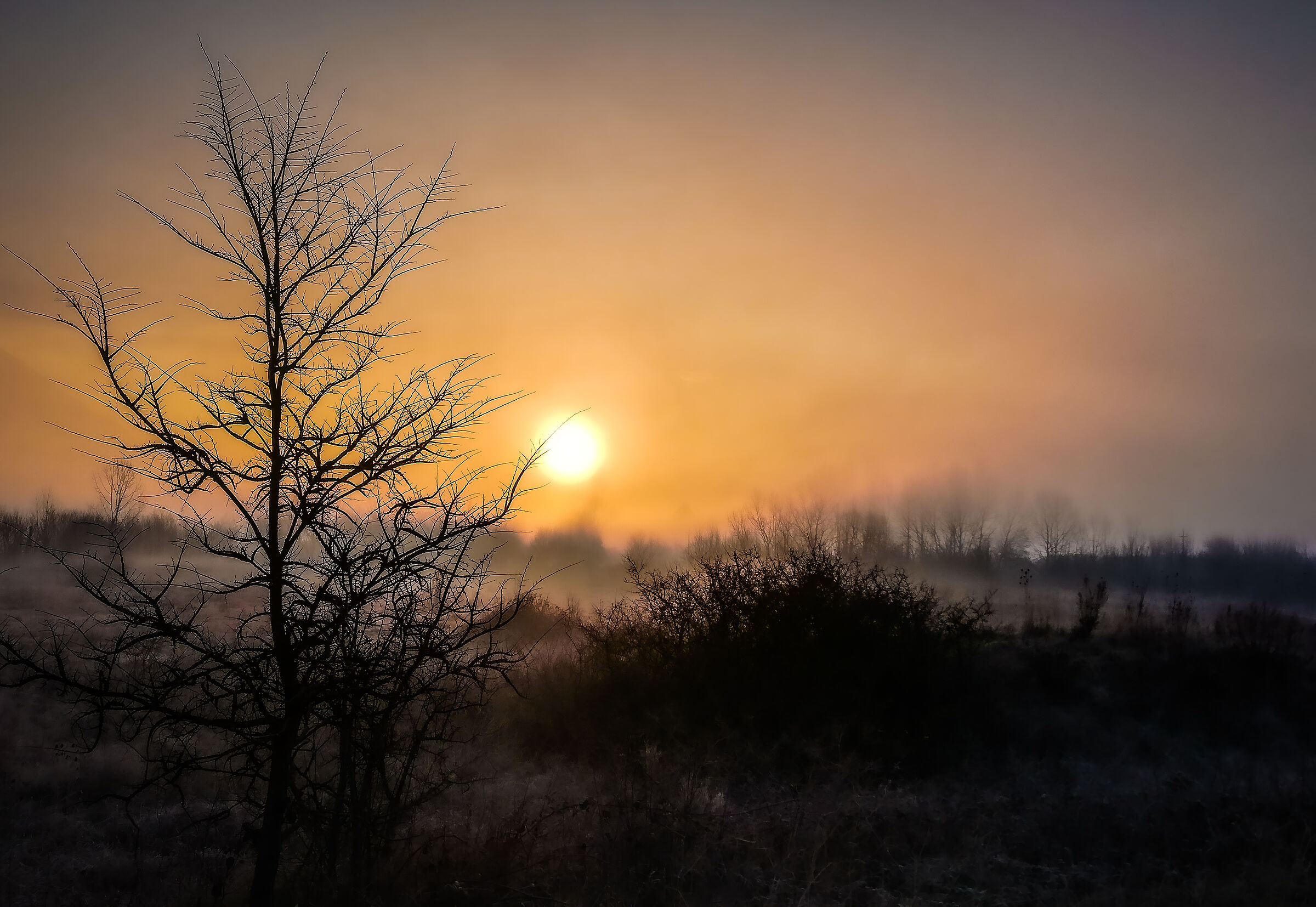 La nebbia del mattino