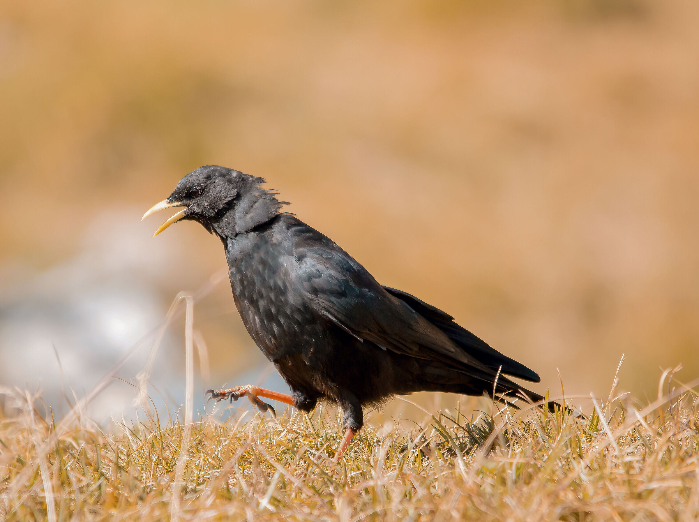 Il gracchio alpino (Pyrrhocorax graculus