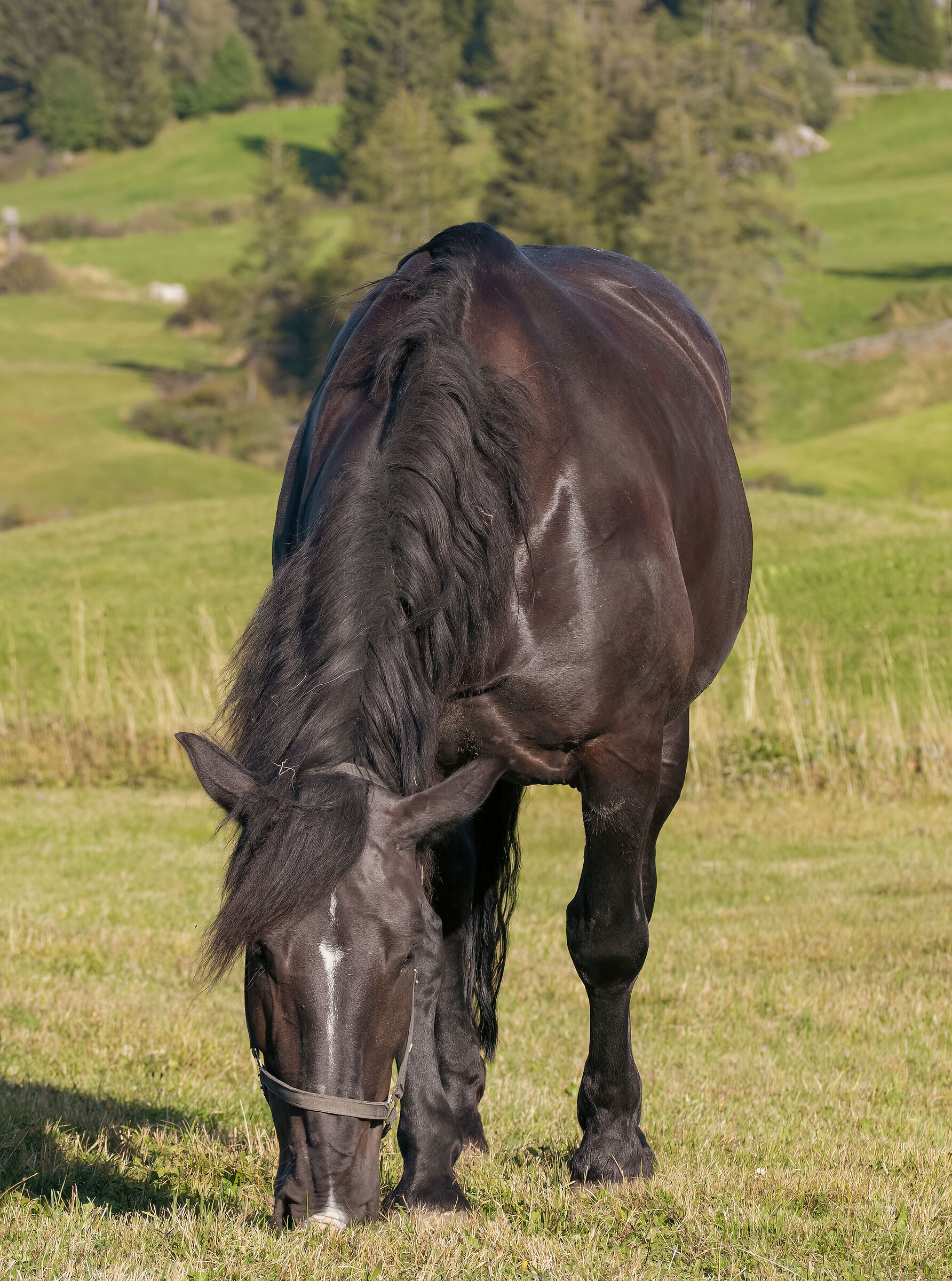 Fury Horse of the West