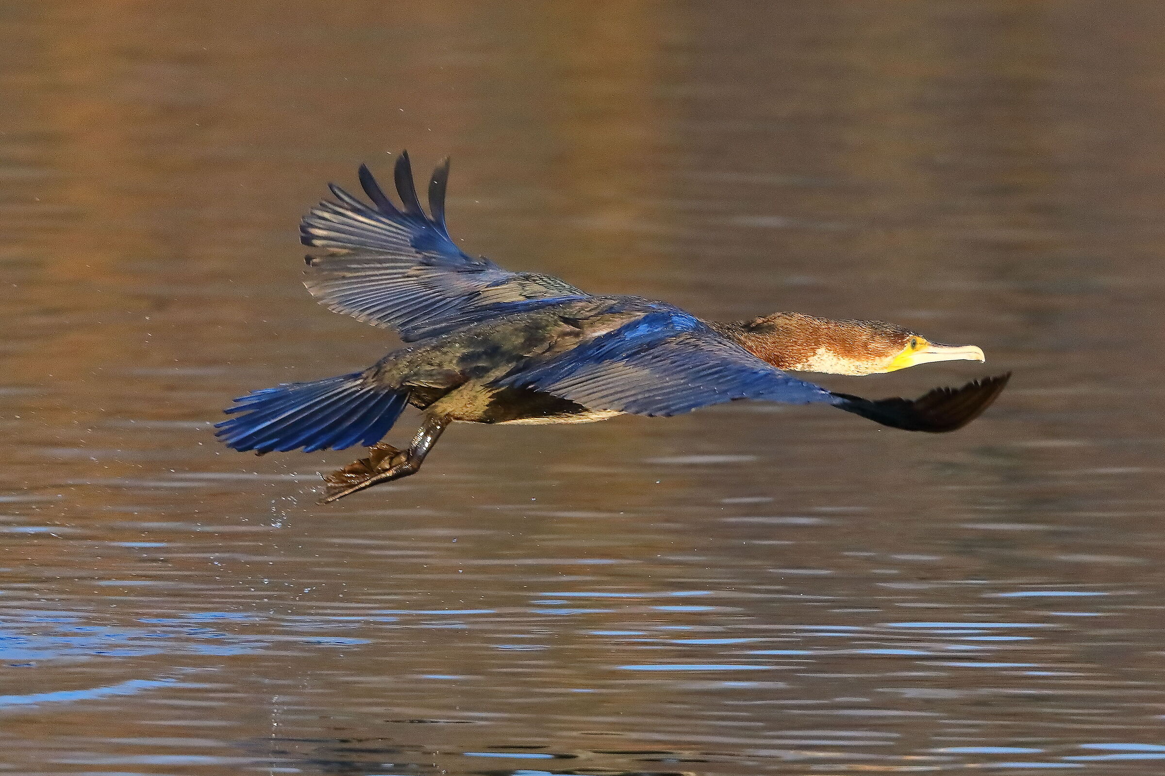 Cormorant 16 January 2024 - 0057