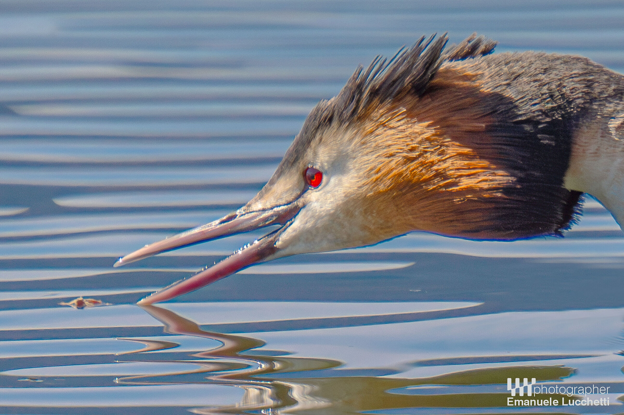 Great crested grebe
