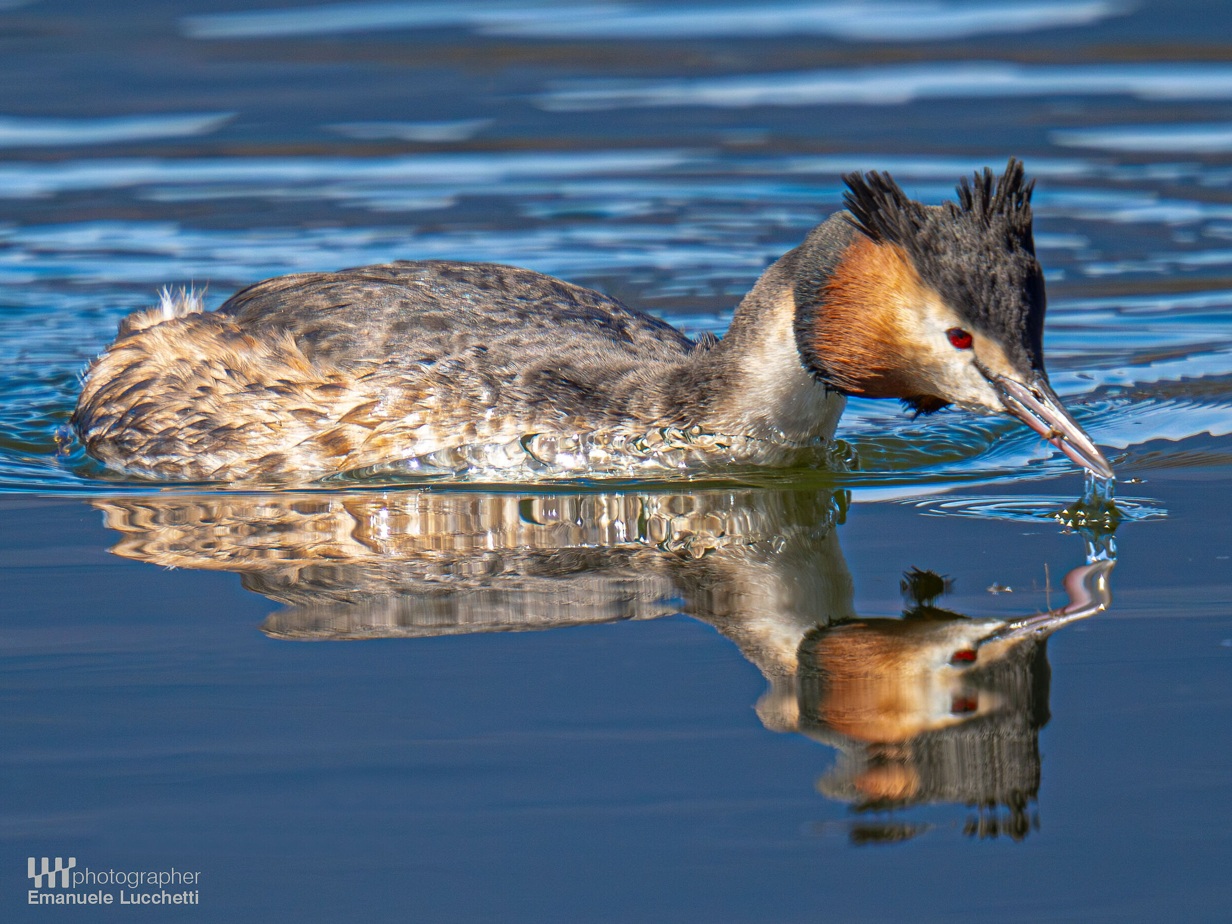 Great crested grebe