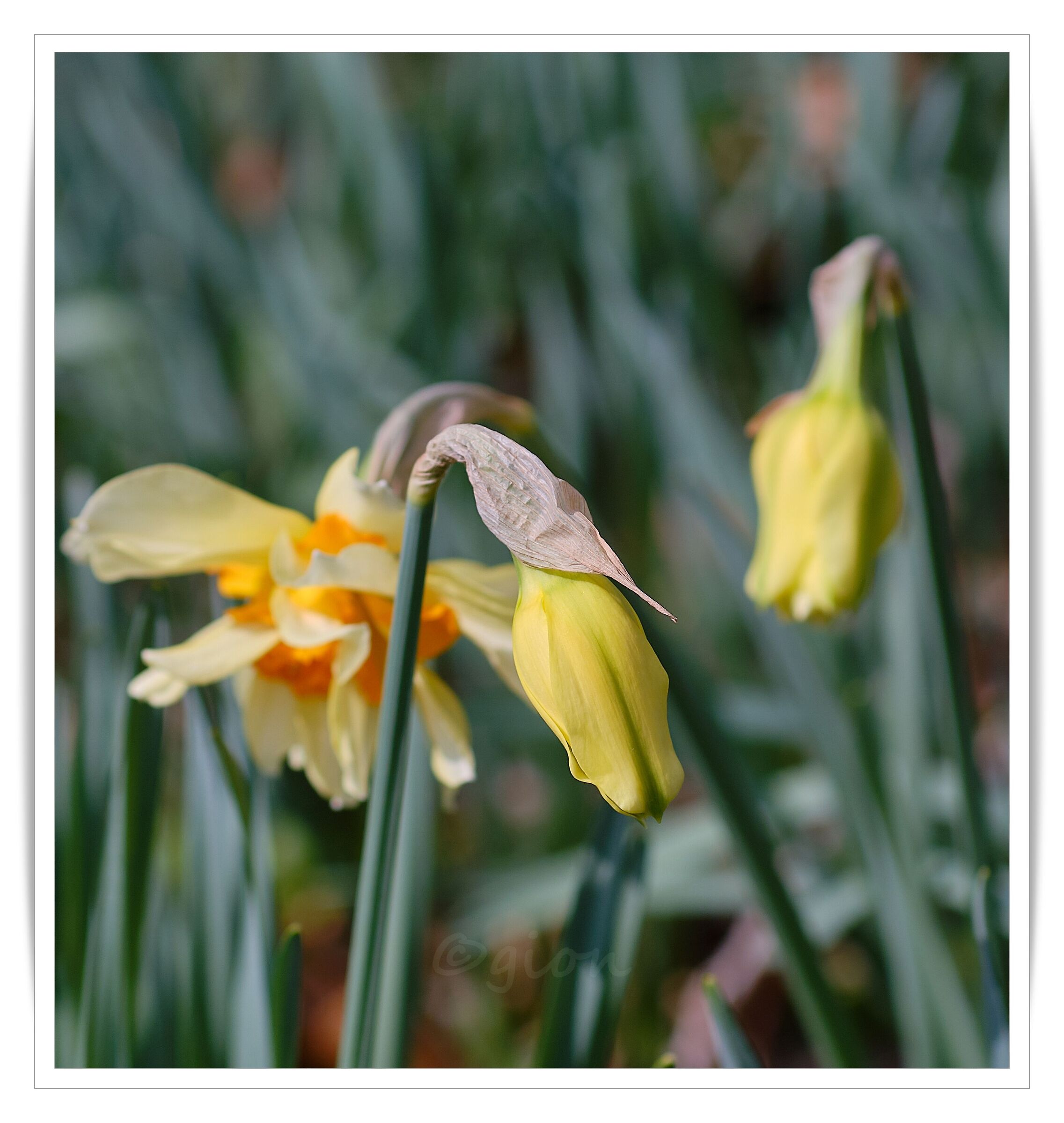 Giallo e verde