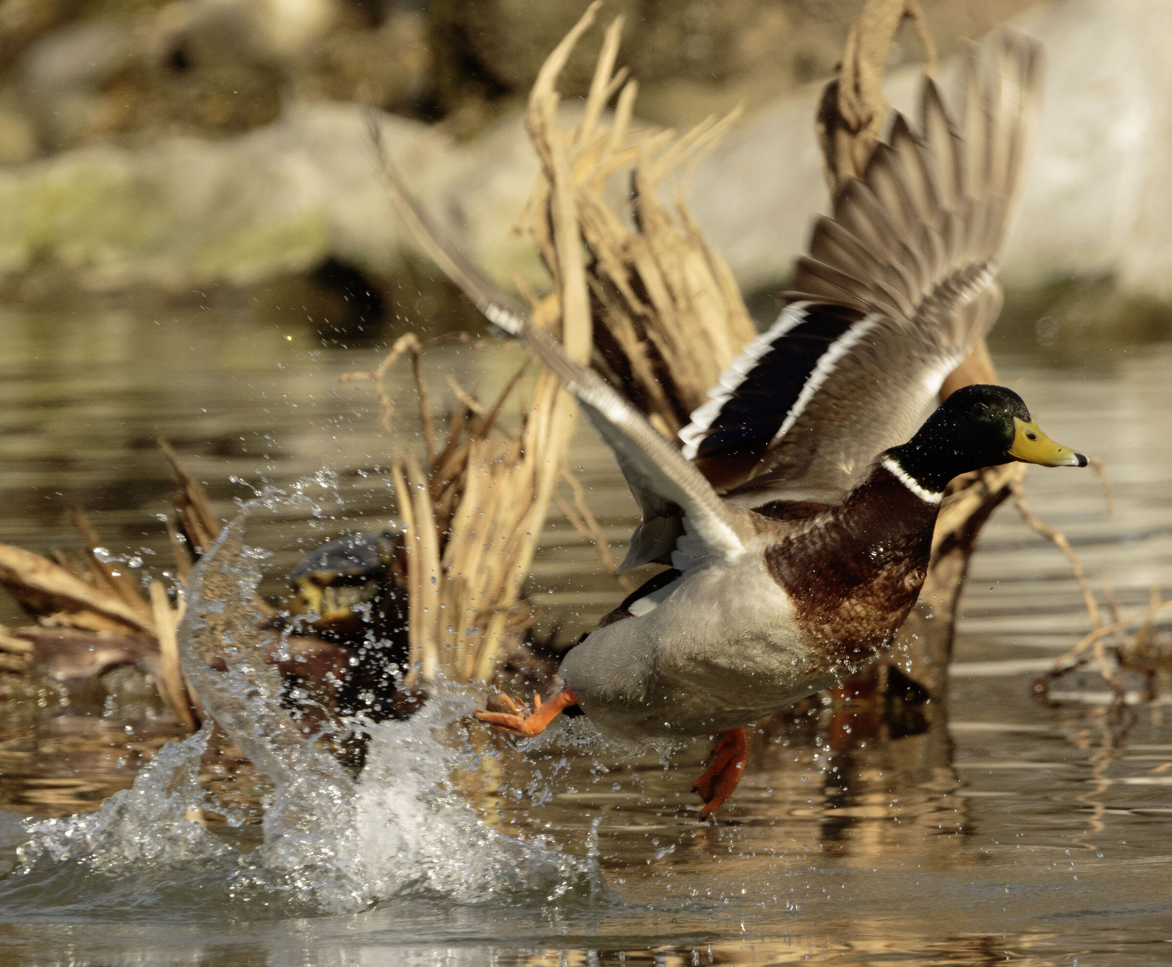 Male Mallard Duck Legnano MI 14/03/2024
