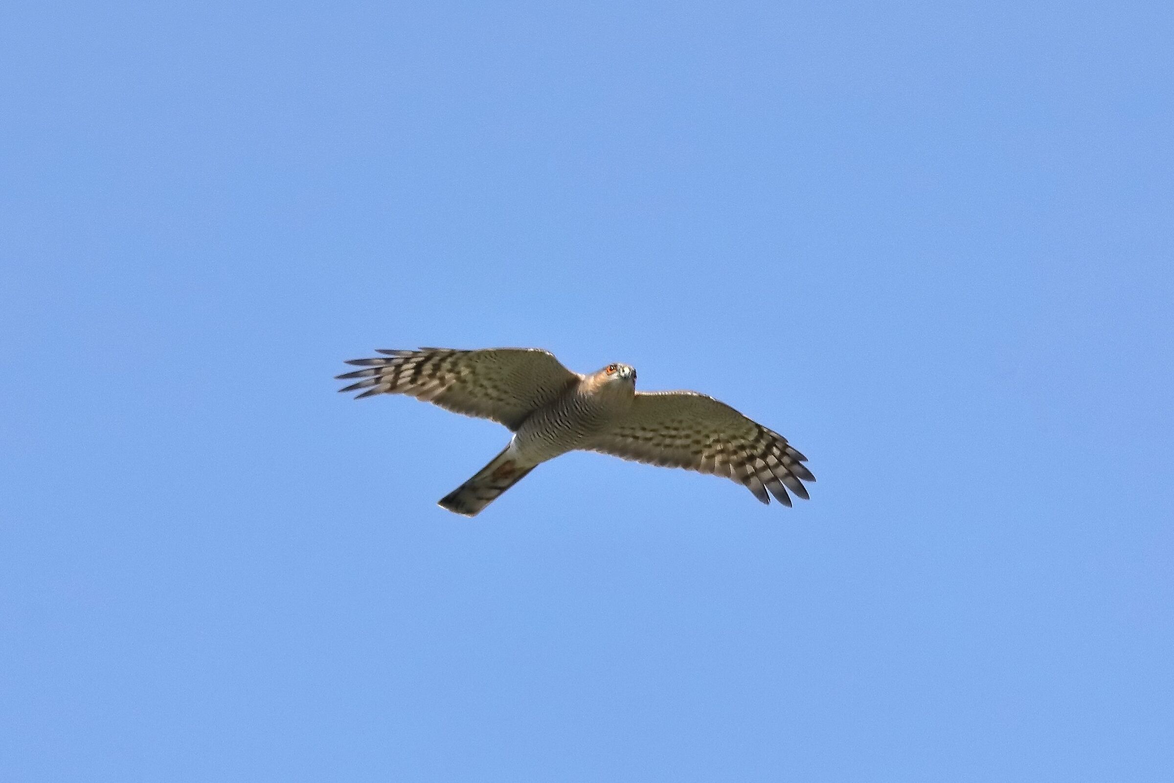 Sparrowhawk March 2024 - 0061