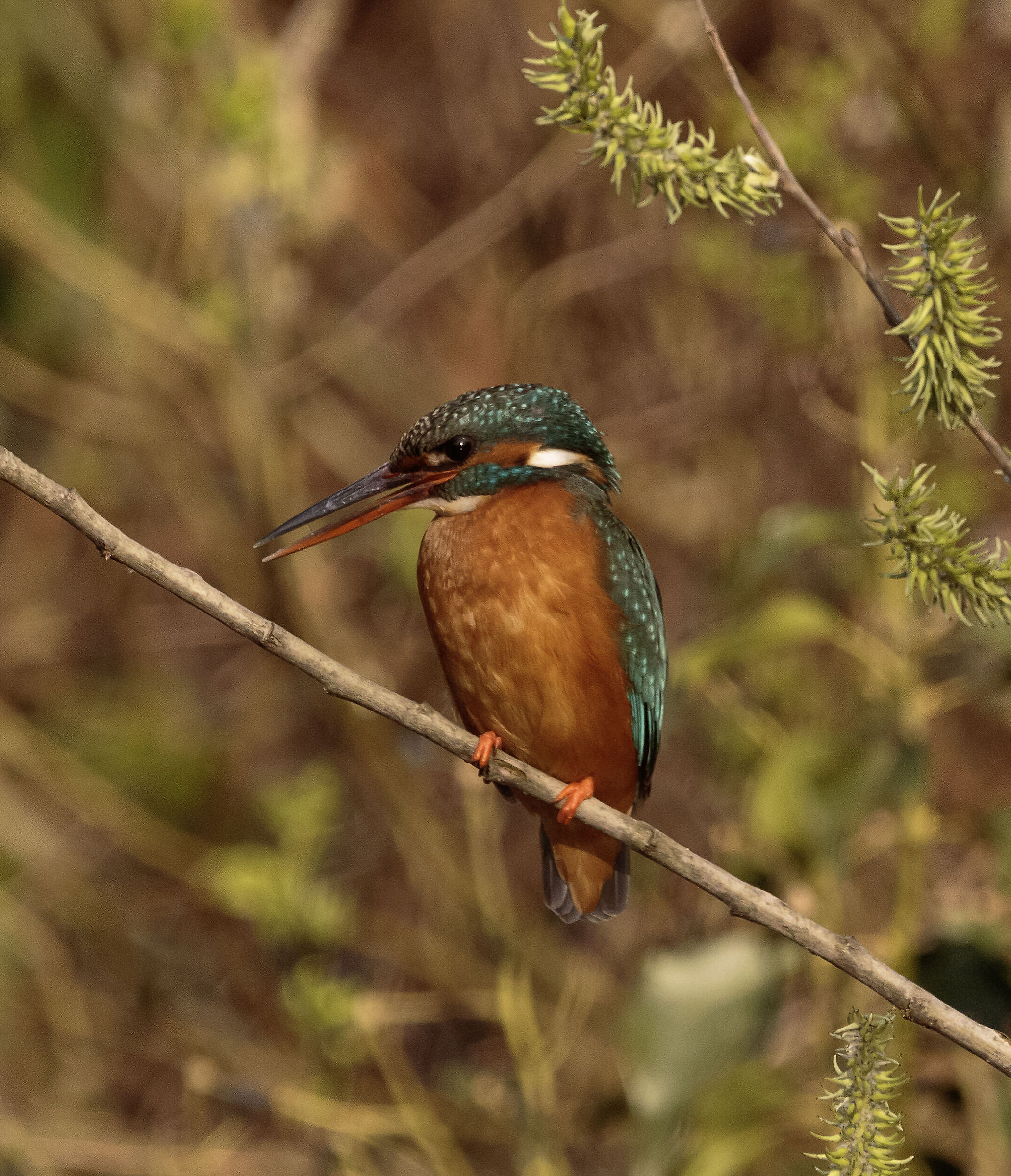 Female Kingfisher Legnano MI 14/03/2024