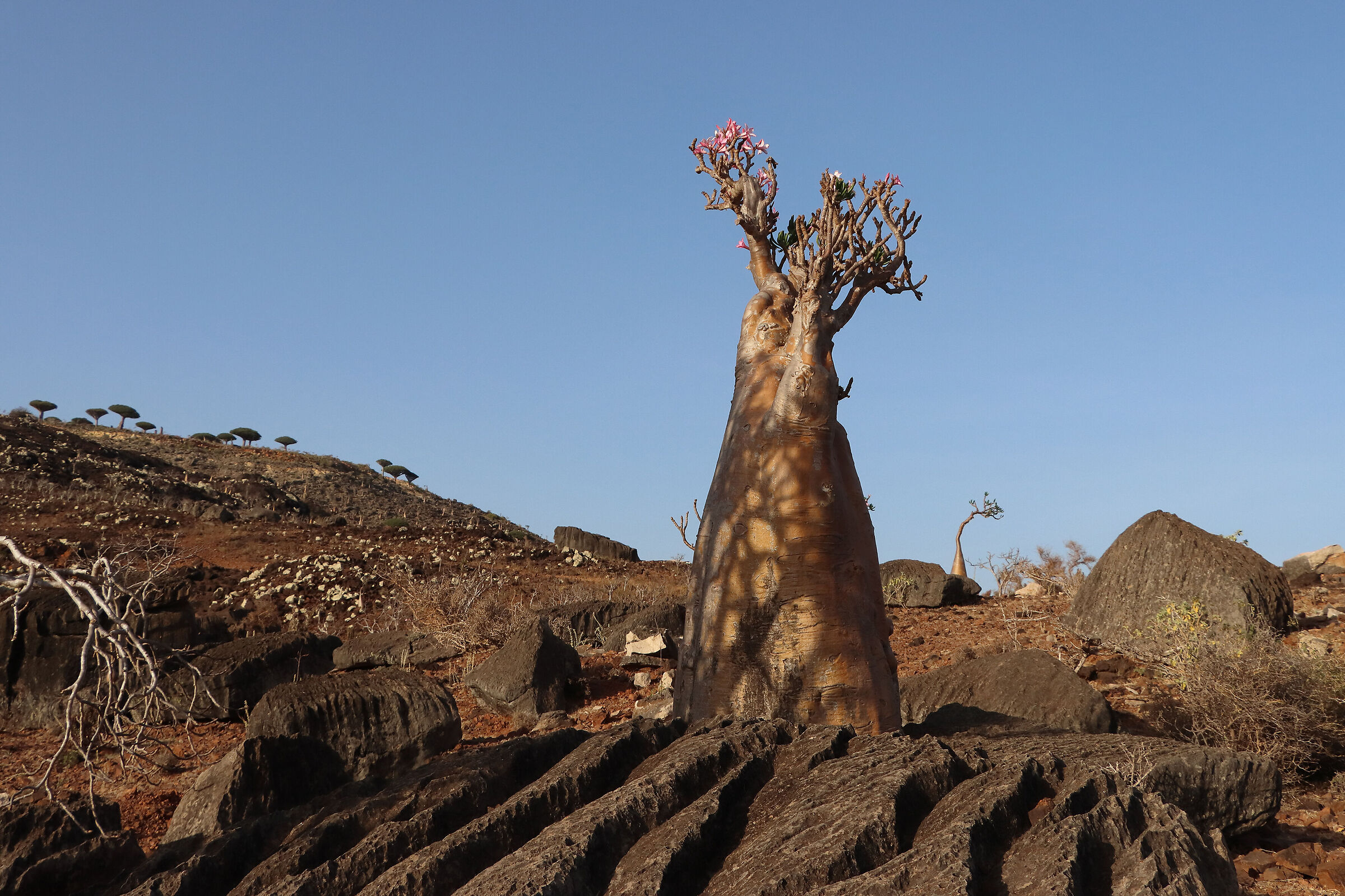 S O C O T R A - "bottle tree" on rock
