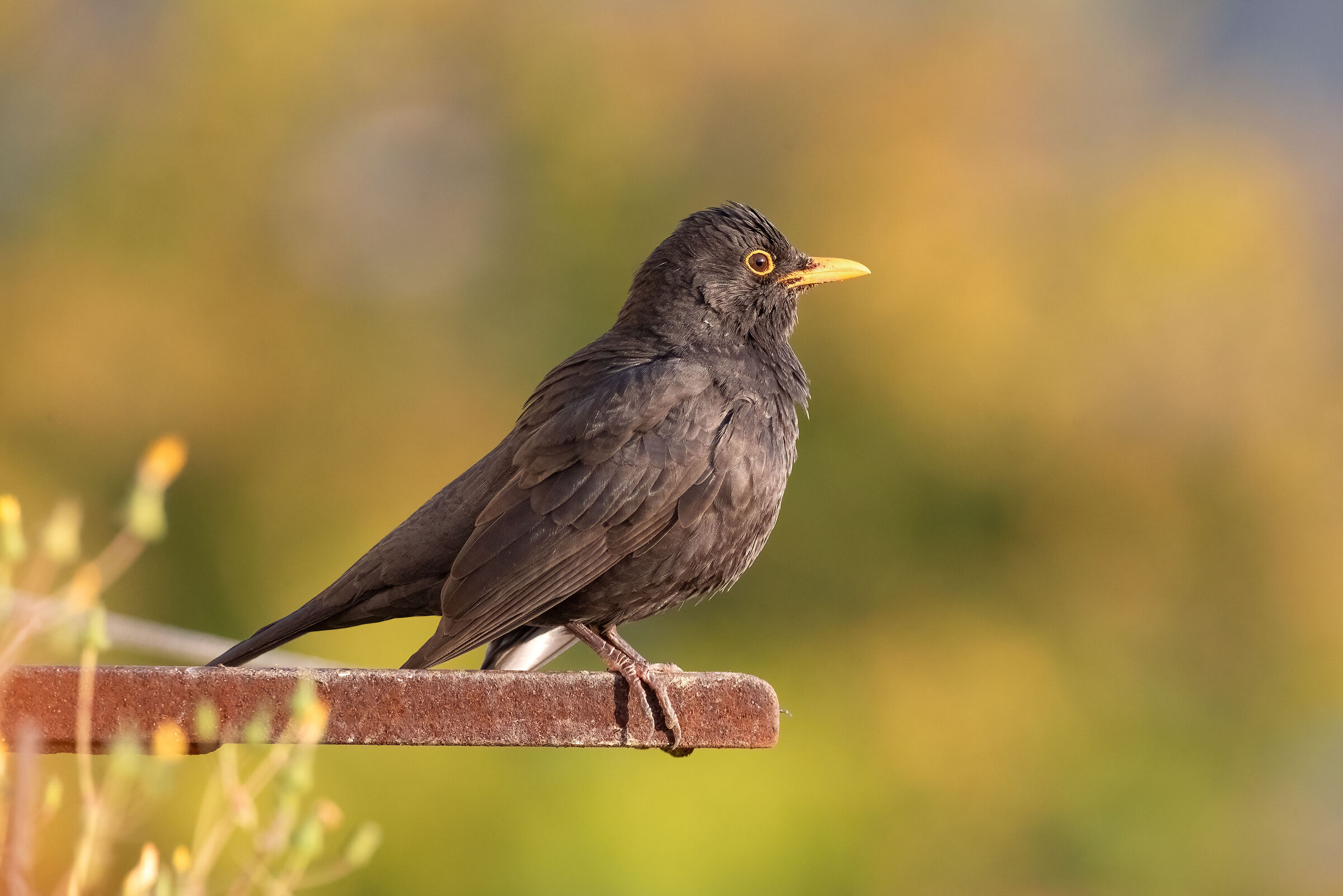 Blackbird / Turdus merula