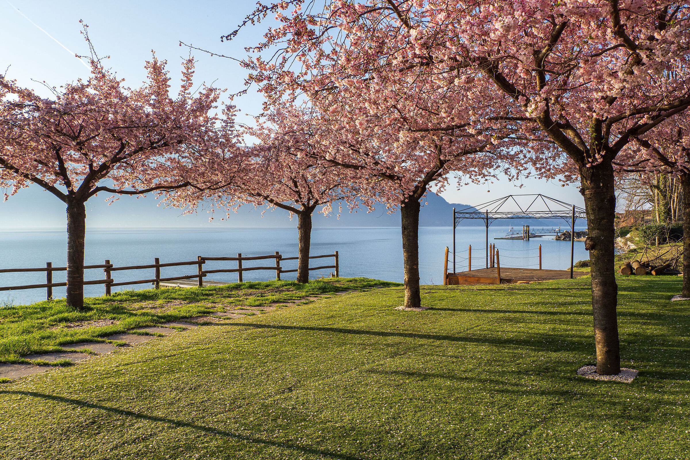 Cherry blossoms