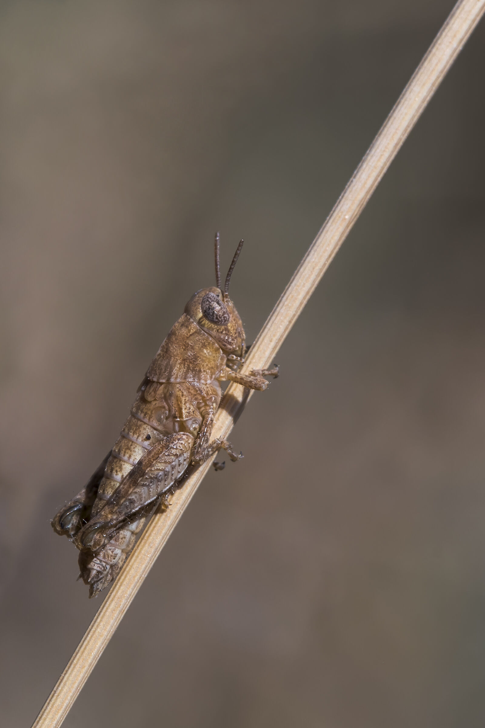 Rossi's Little Podism (Pezotettix giornae)