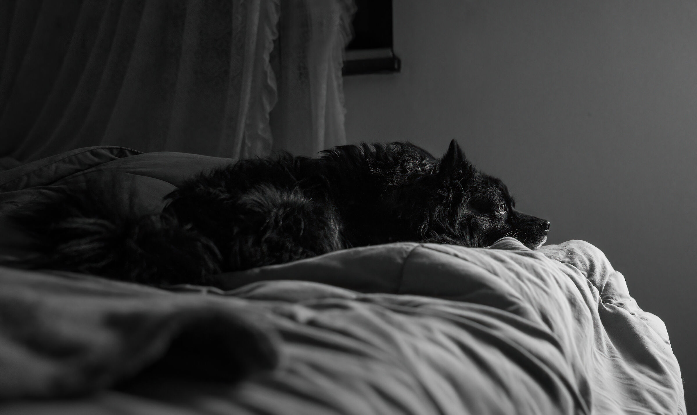 Bianco che Abbraccia il Nero