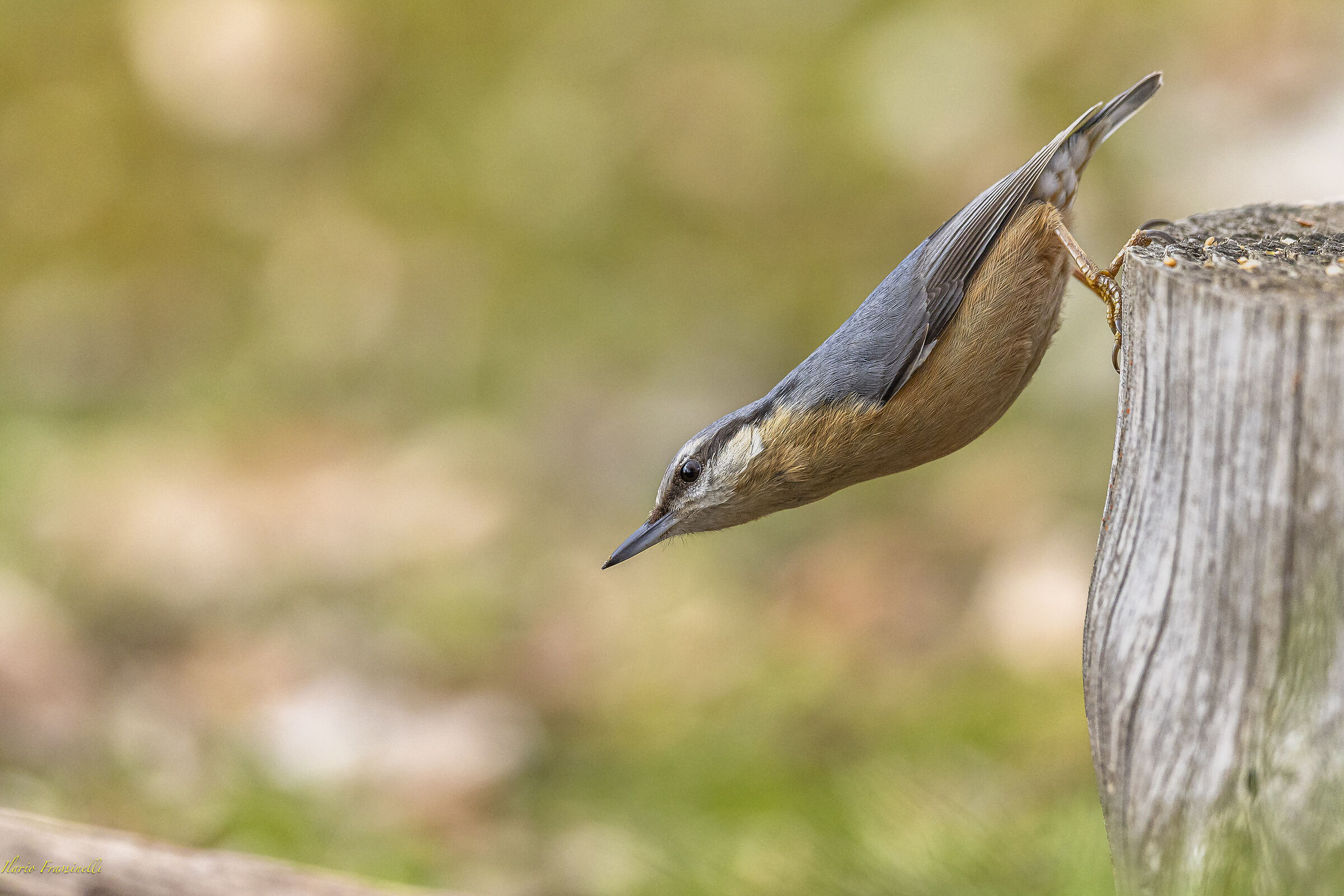 Wood nuthatch