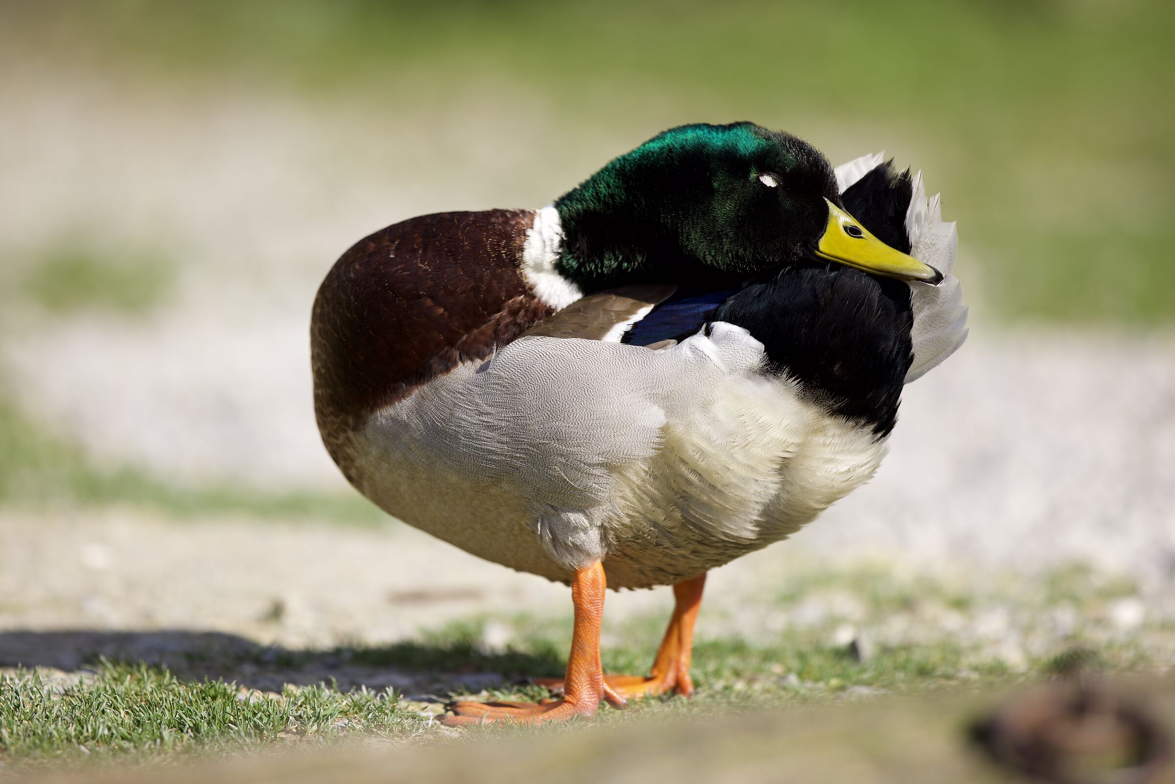 Male duck