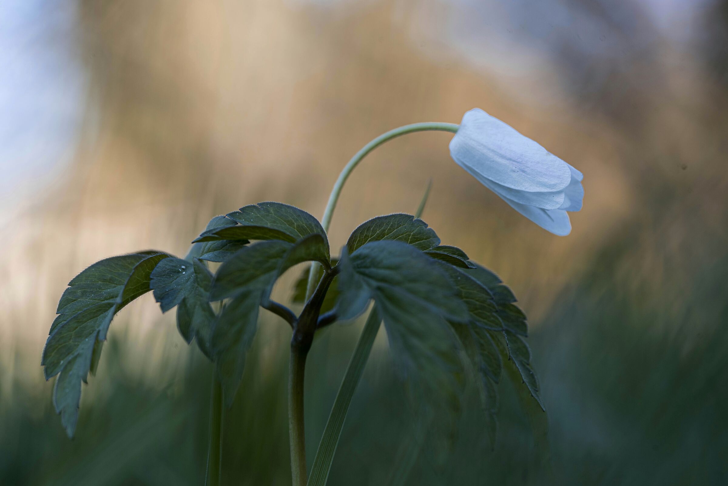Anemone