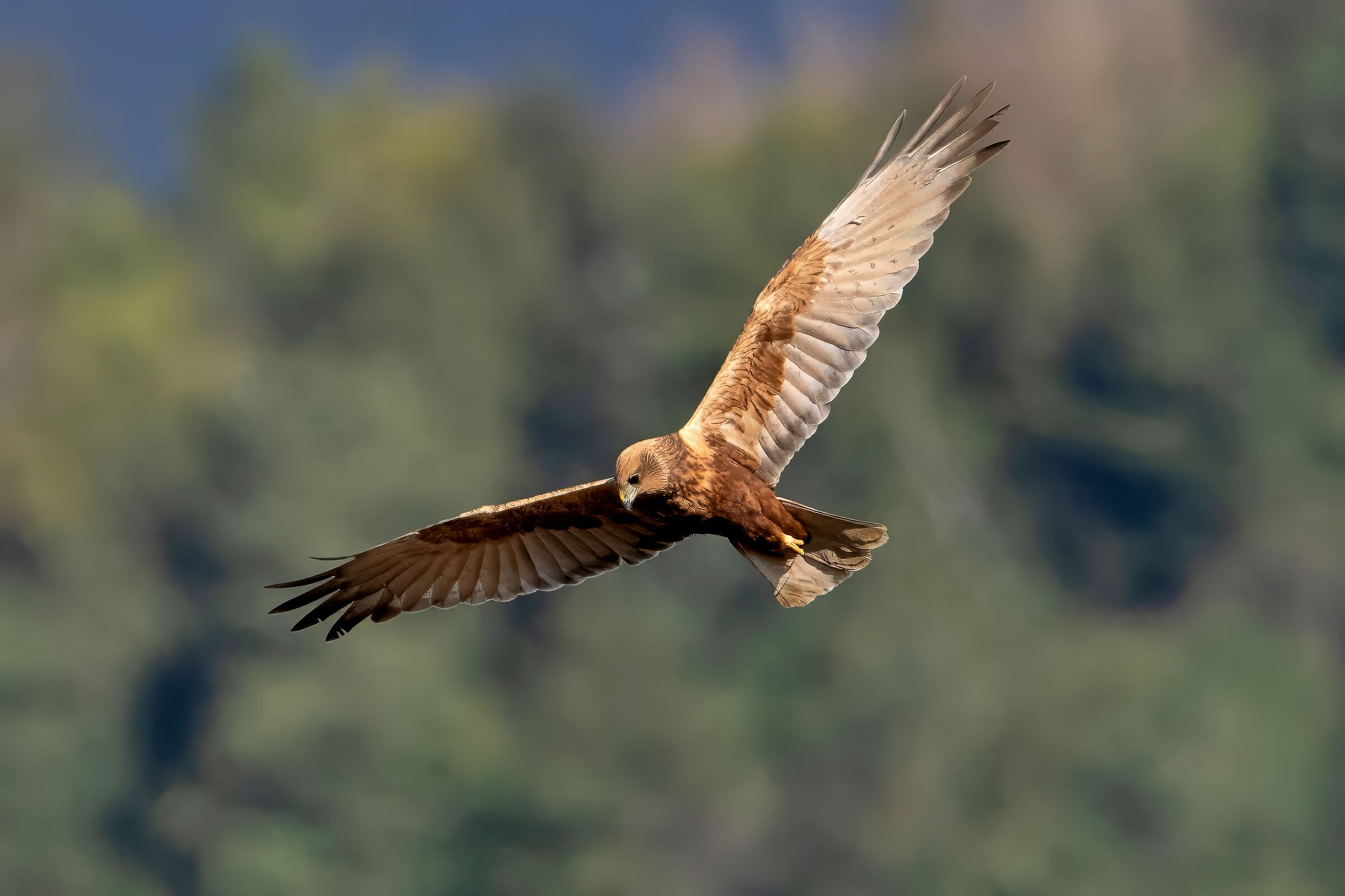Marsh Harrier (Circus aeruginosus)