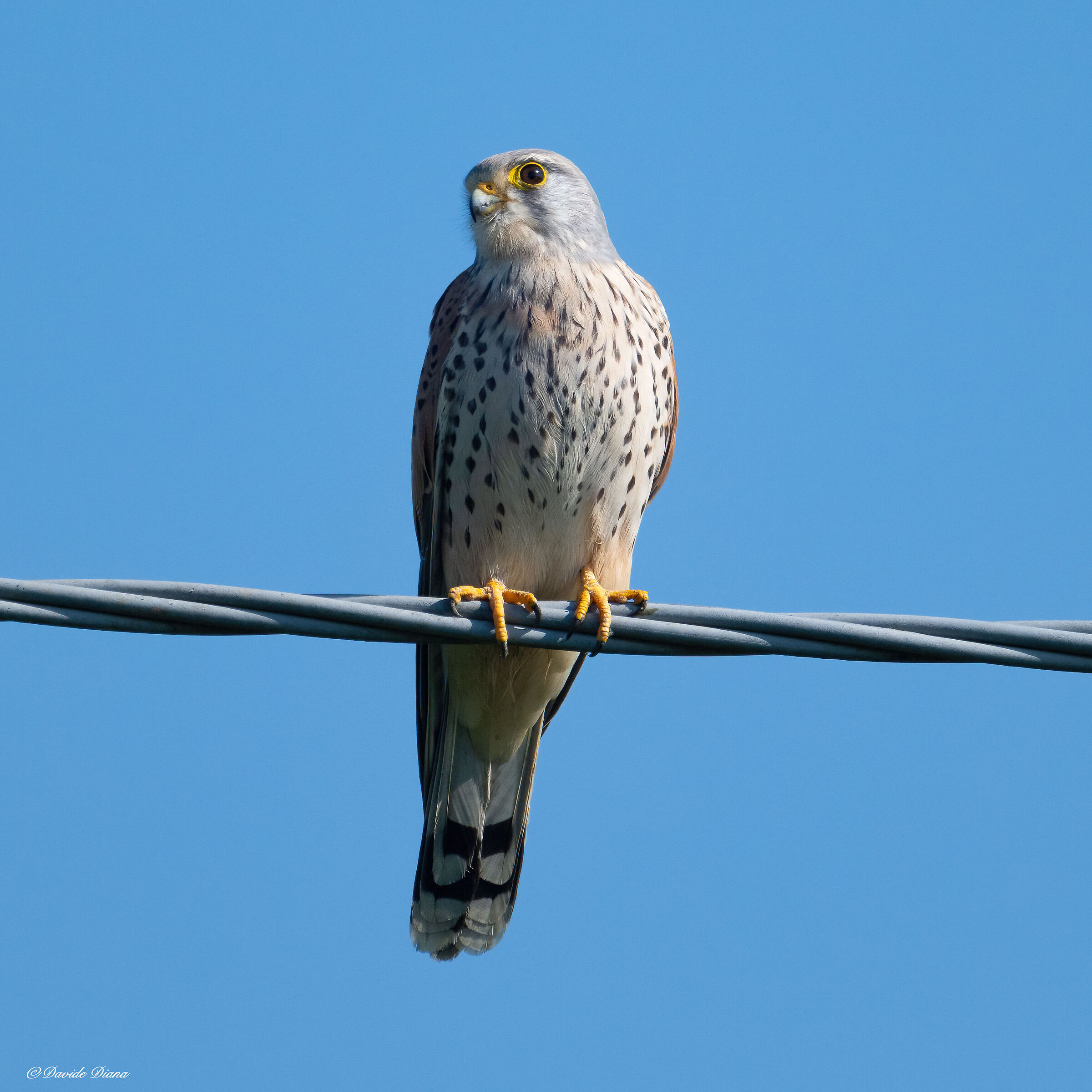 Kestrel