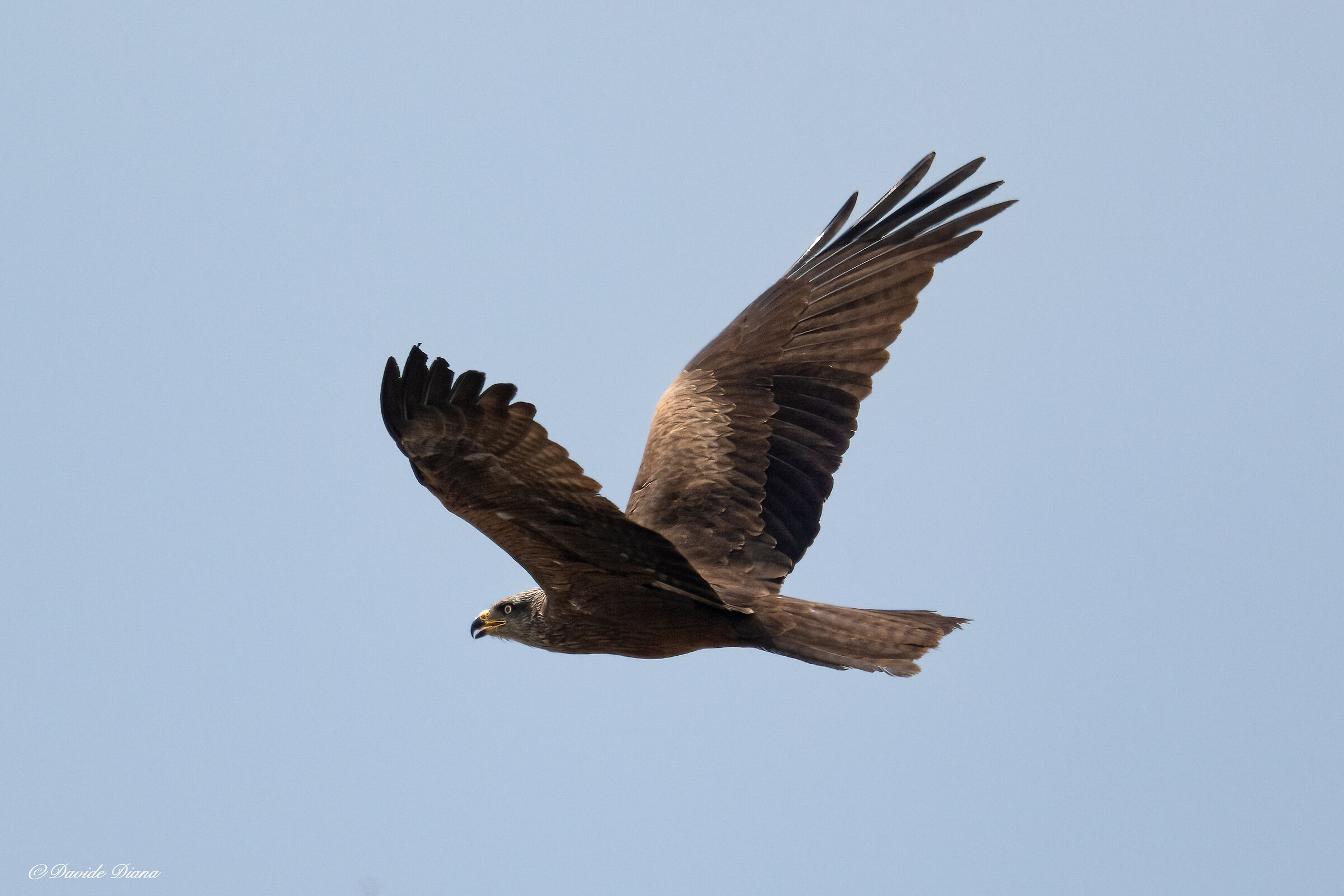 Black kite