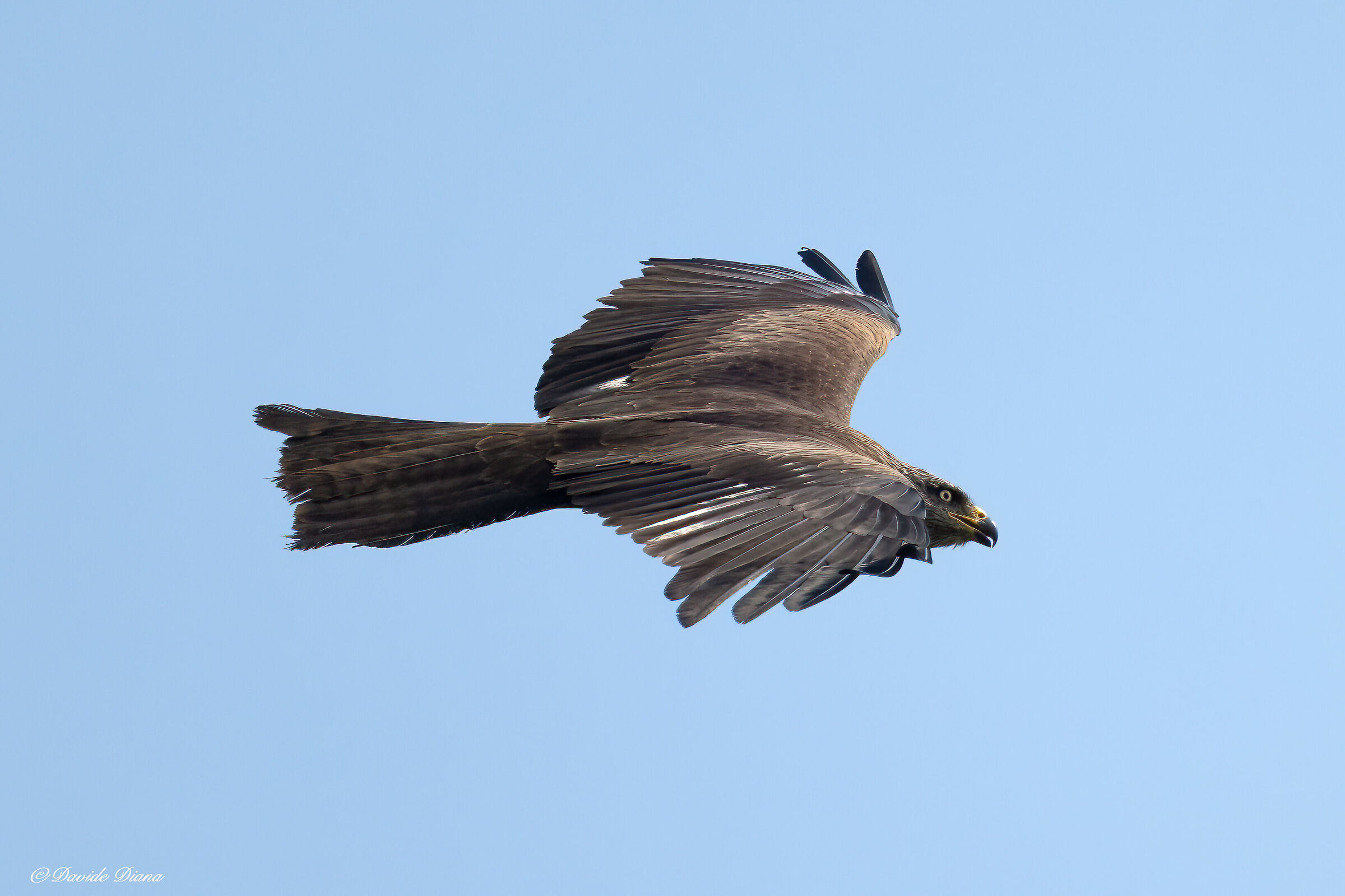 Black kite