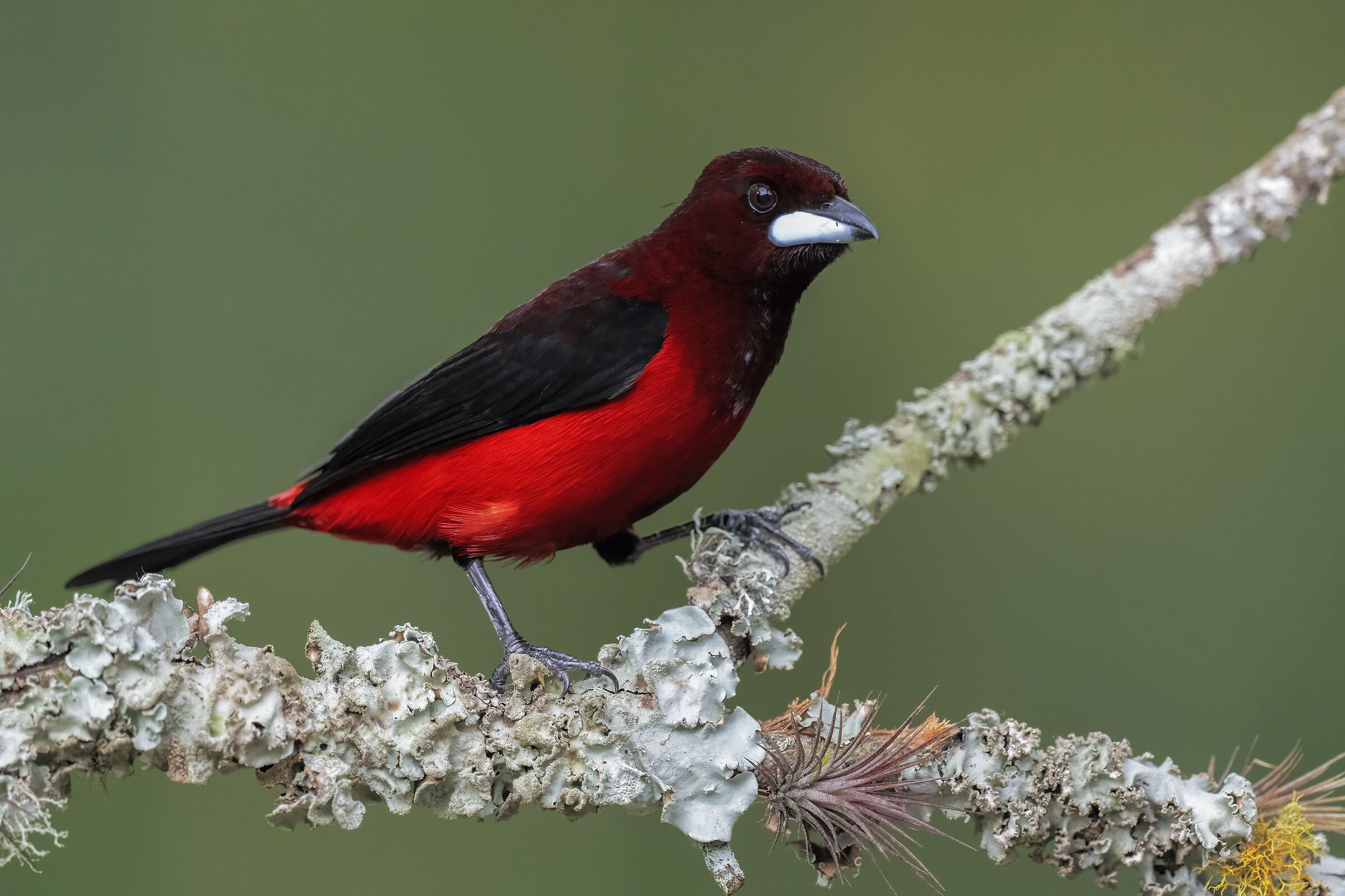 Tangara dorsocremisi