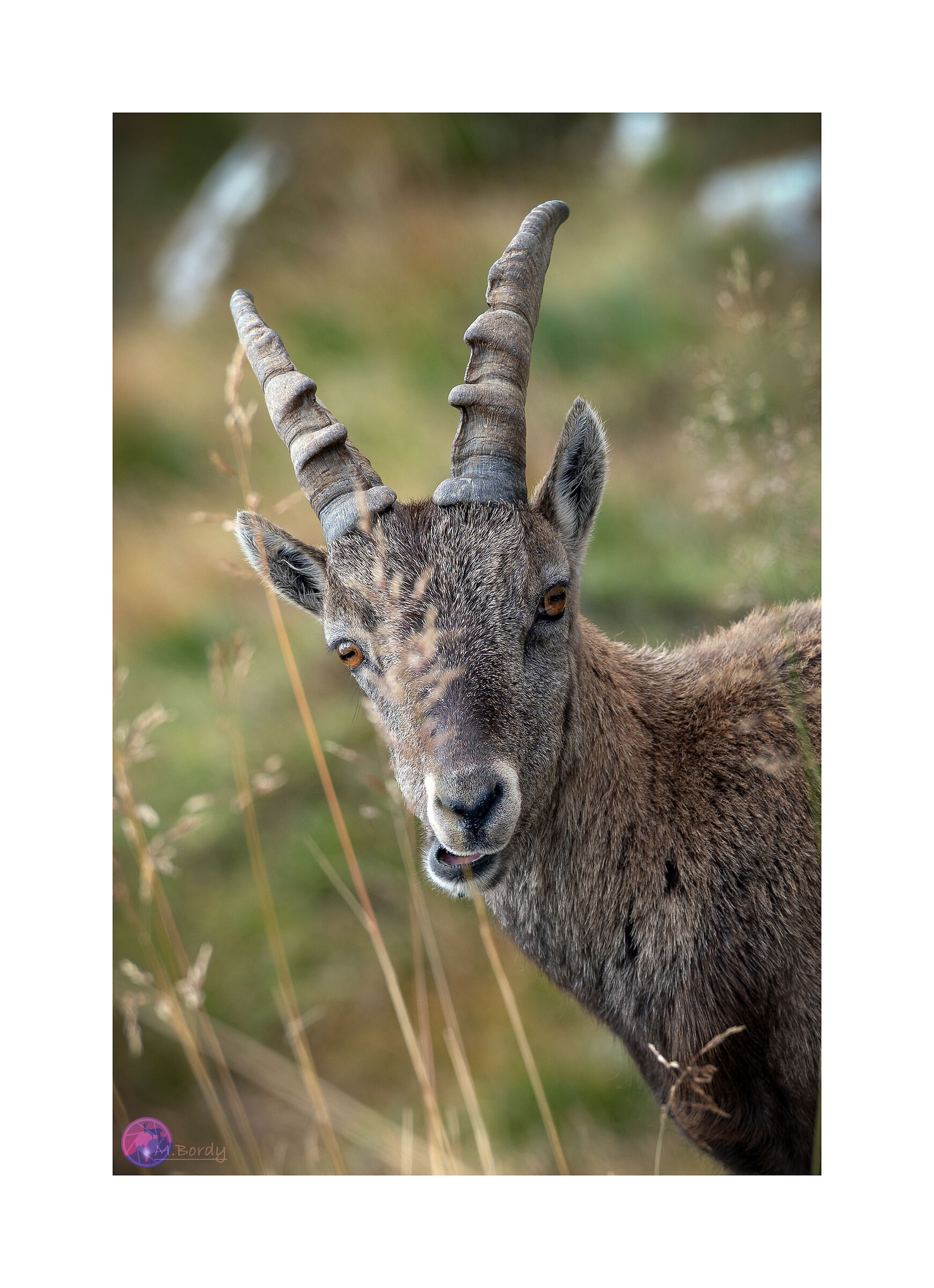 Giovane stambecco curioso