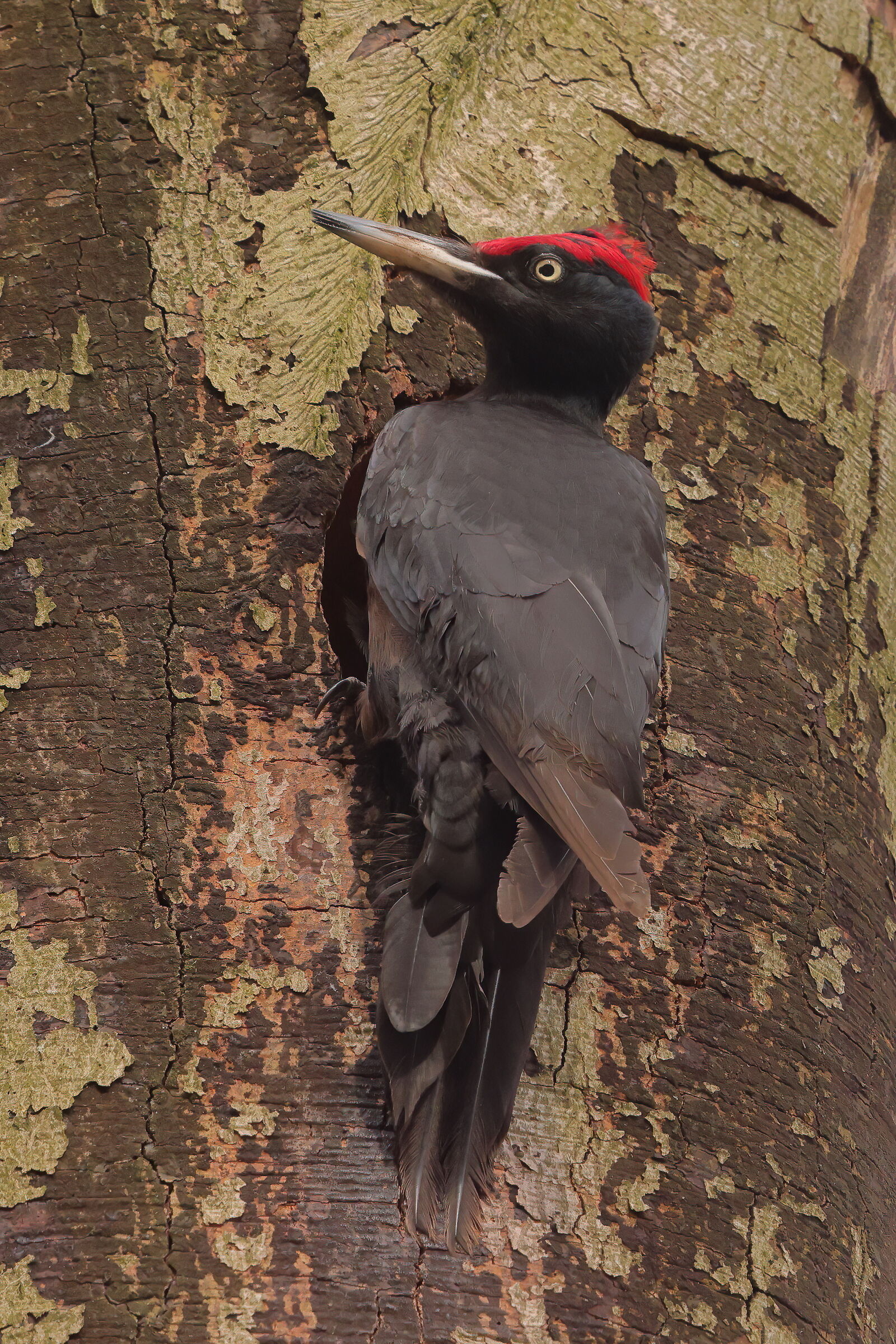 Black woodpecker