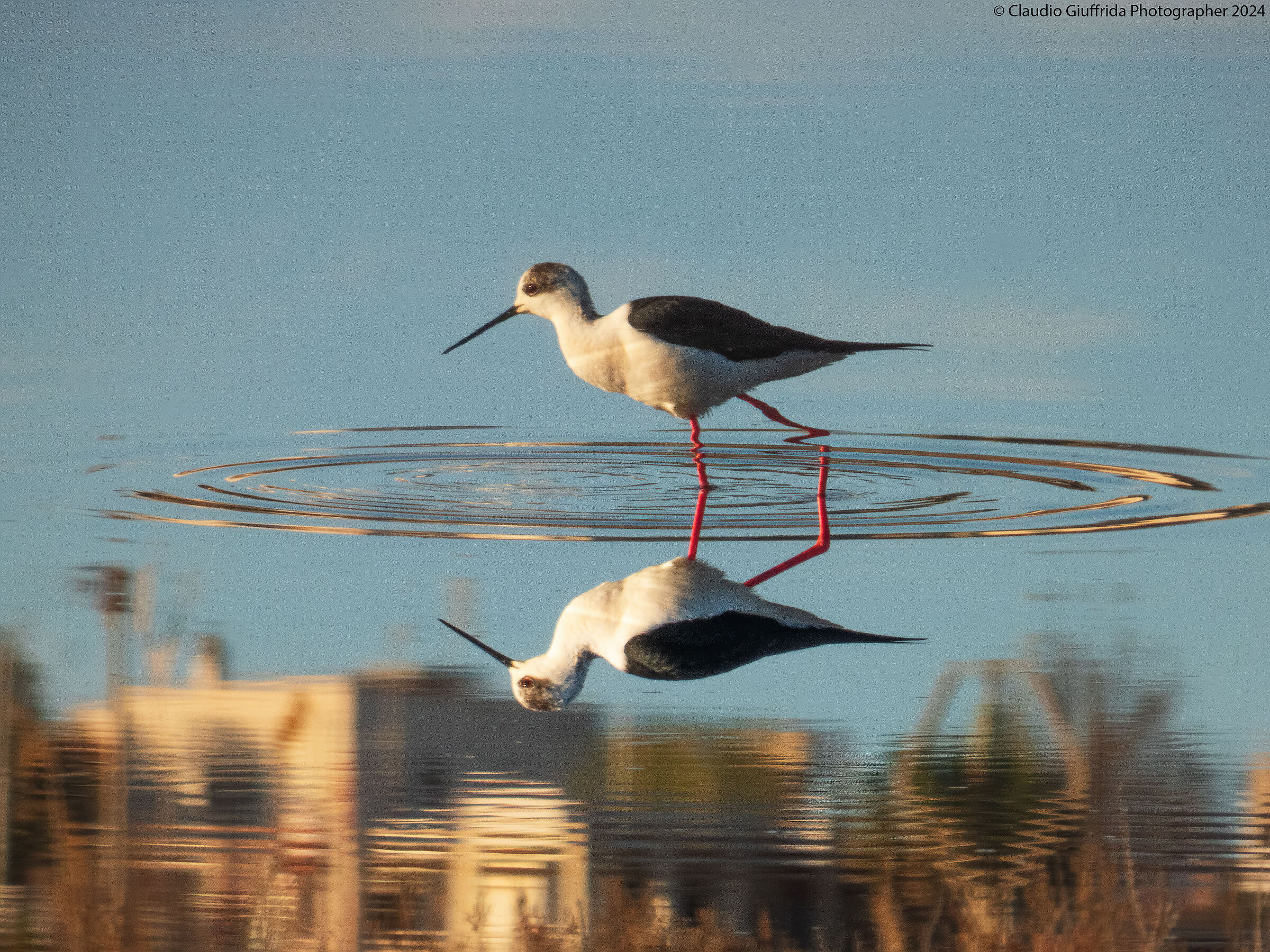 Cavaliere d'Italia.. in the mirror.