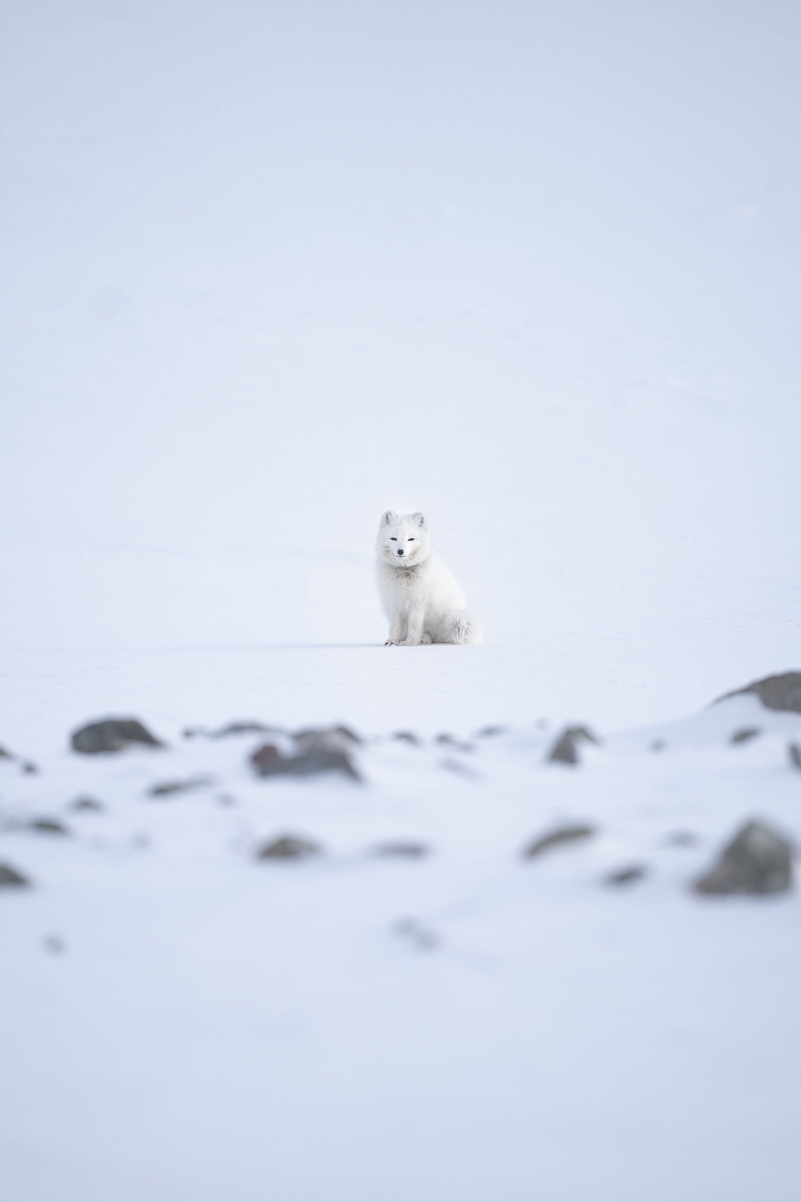 Volpe artica - Svalbard