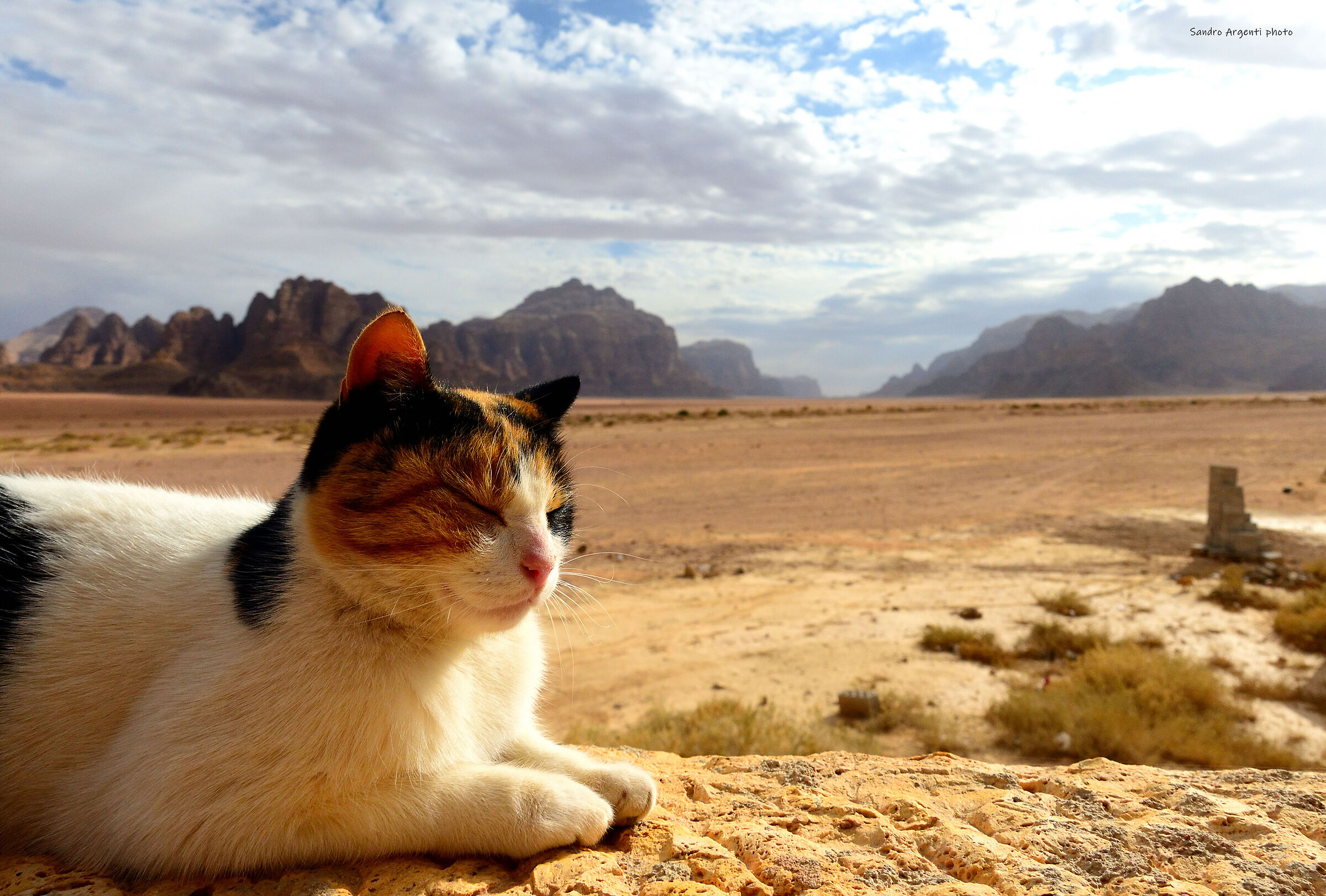 Un gatto randagio sullo sfondo del deserto giordano.