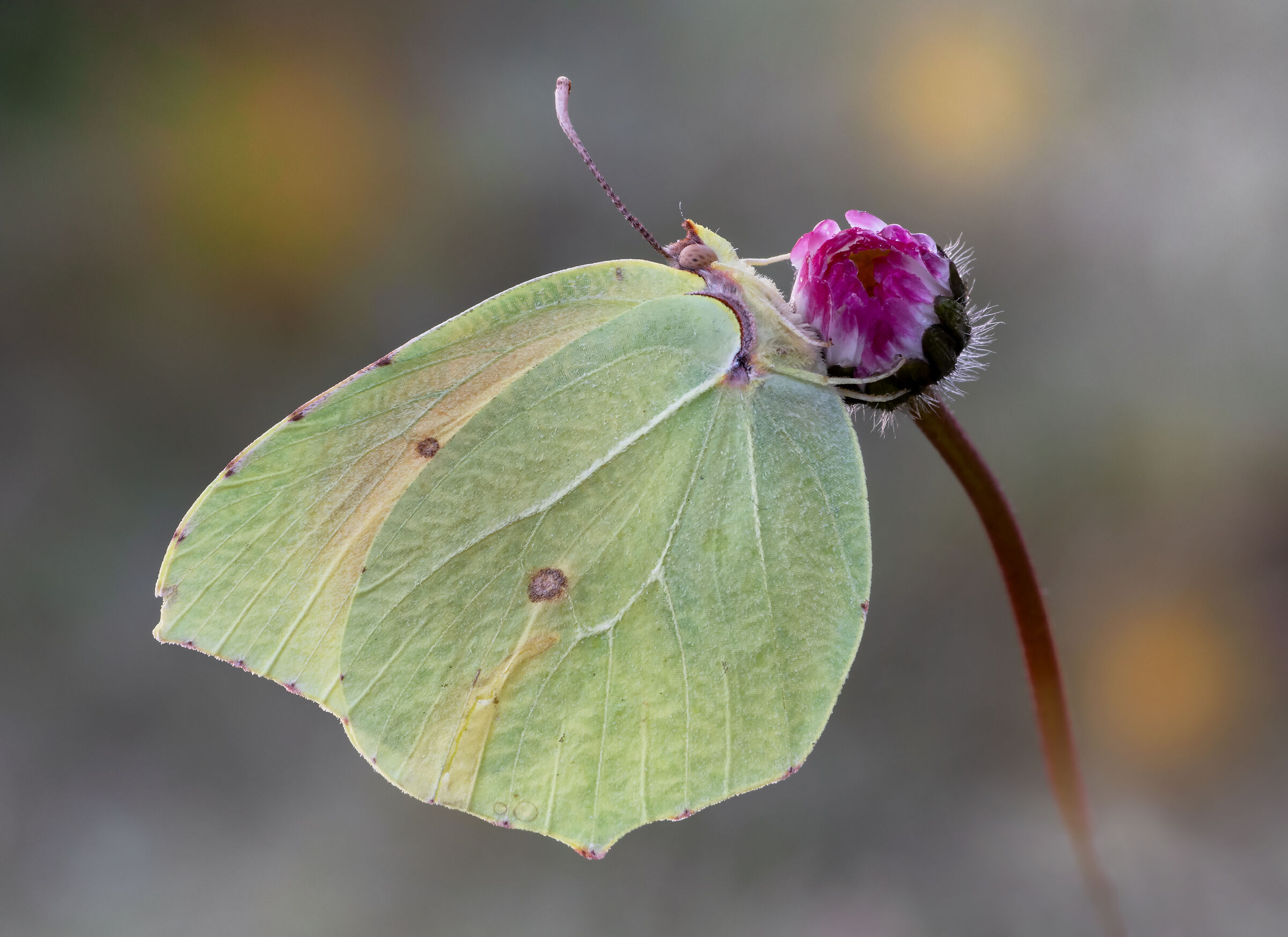 Gonepteryx rhamni, (Linnaeus, 1758)