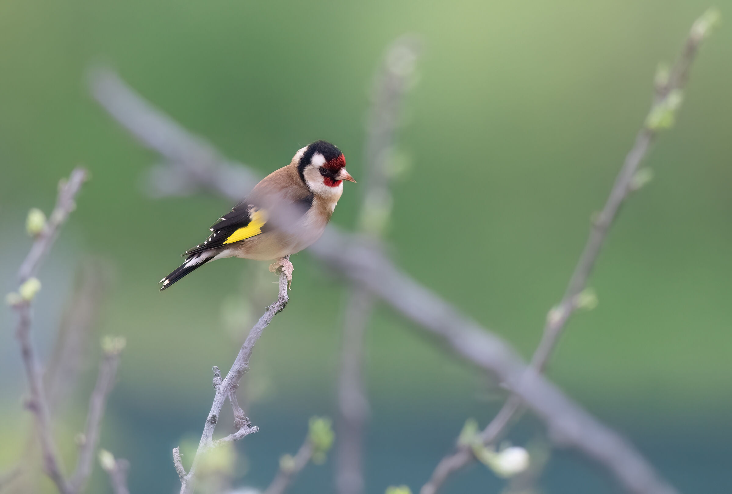 Goldfinch 105046158