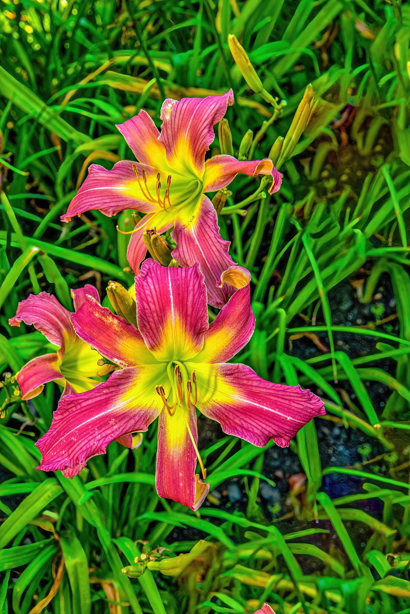 Lilium Flowers in Freedom