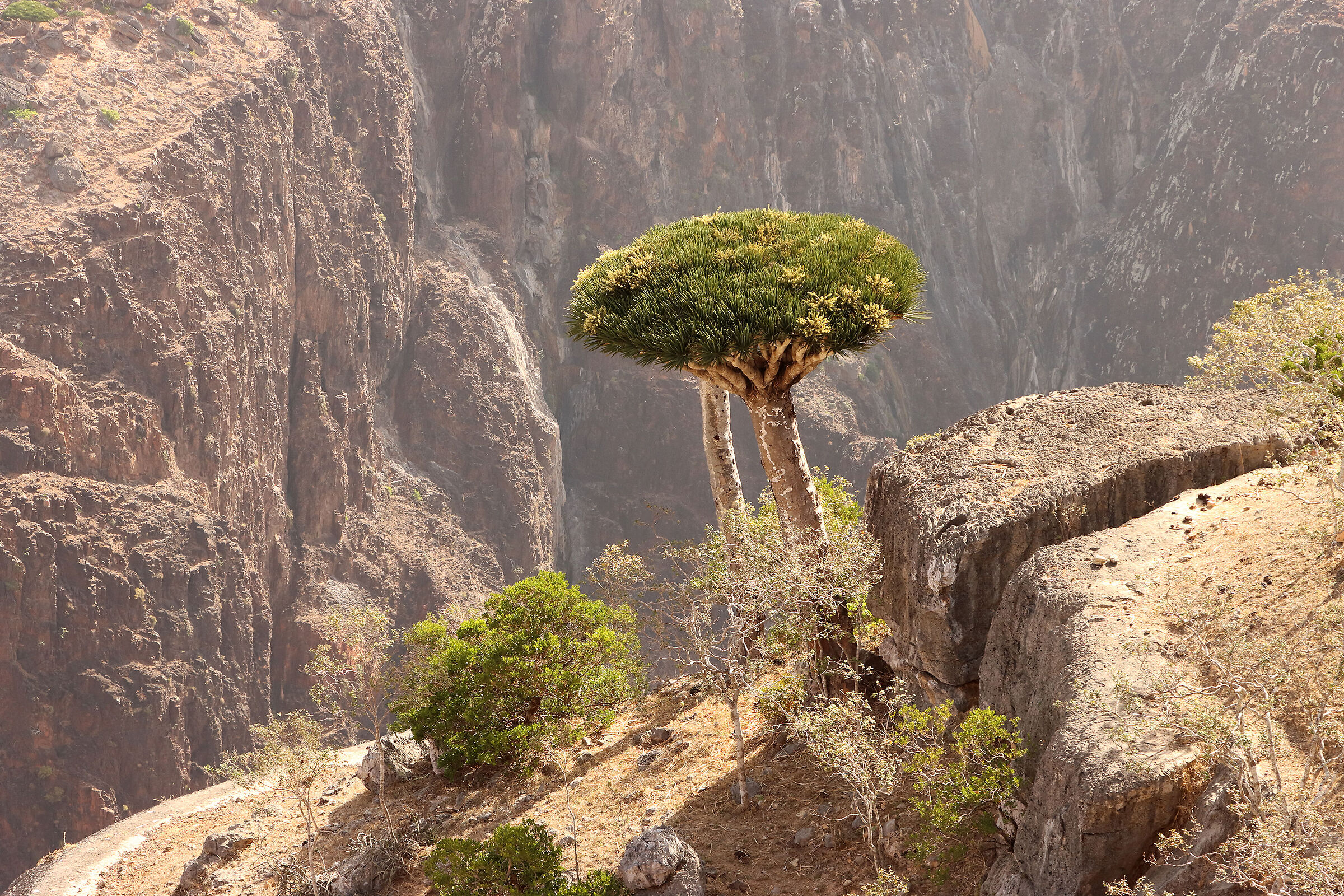 S O C O T R A - cinnabari dracaenas in canyons -