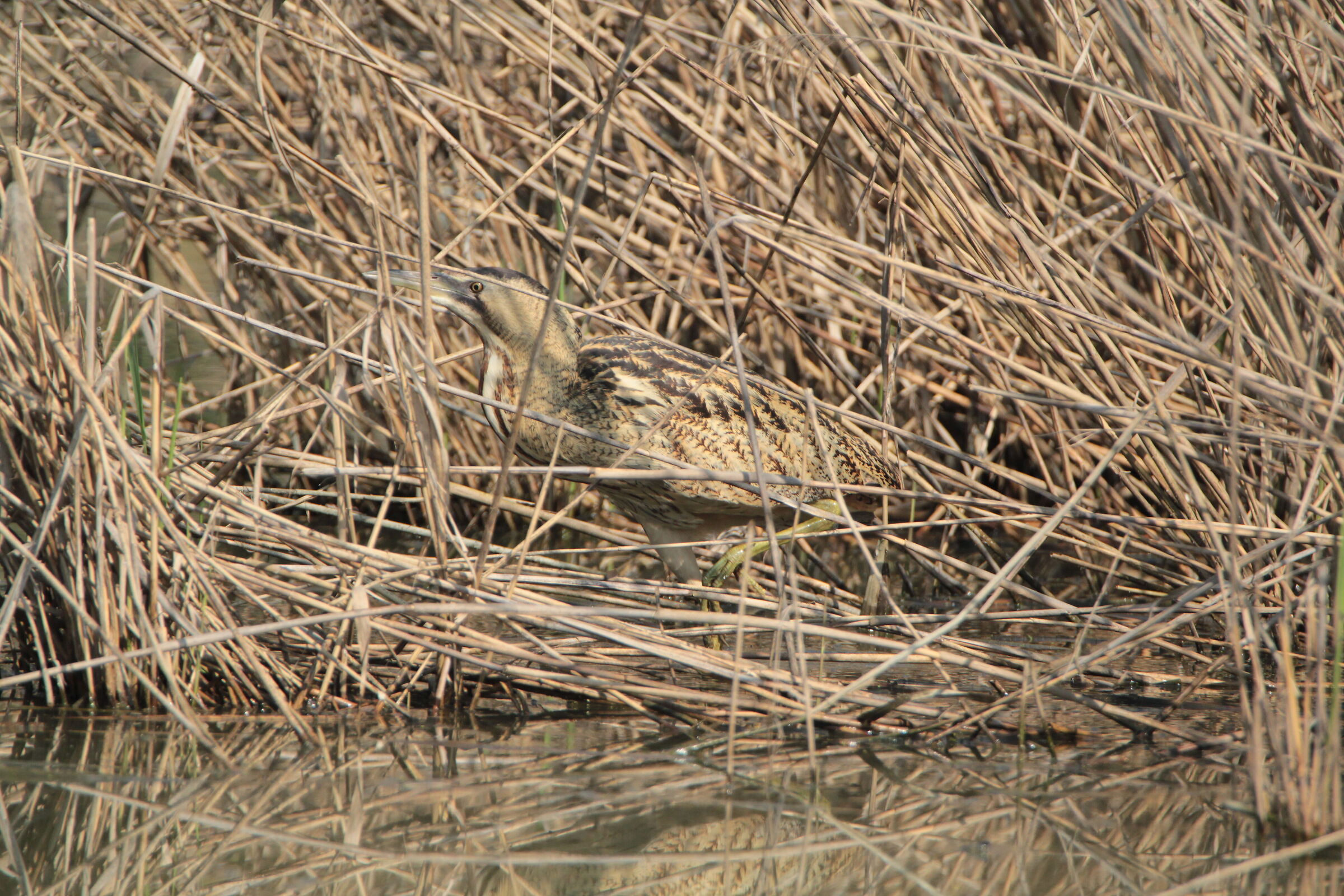 Bittern in Manzolino Capanno Rallus