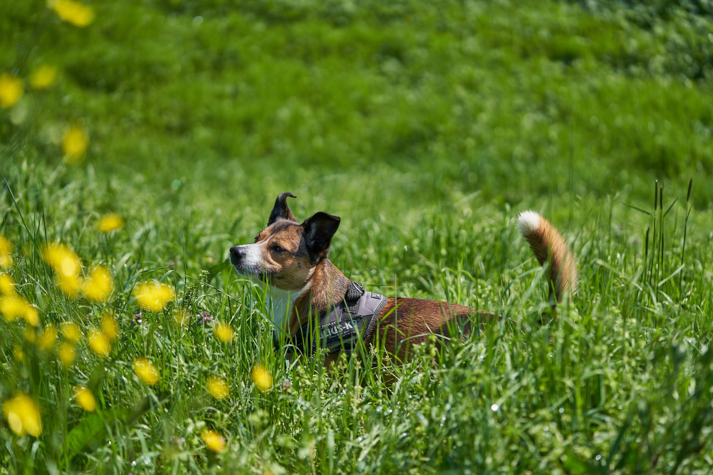 In the trallalla' grass