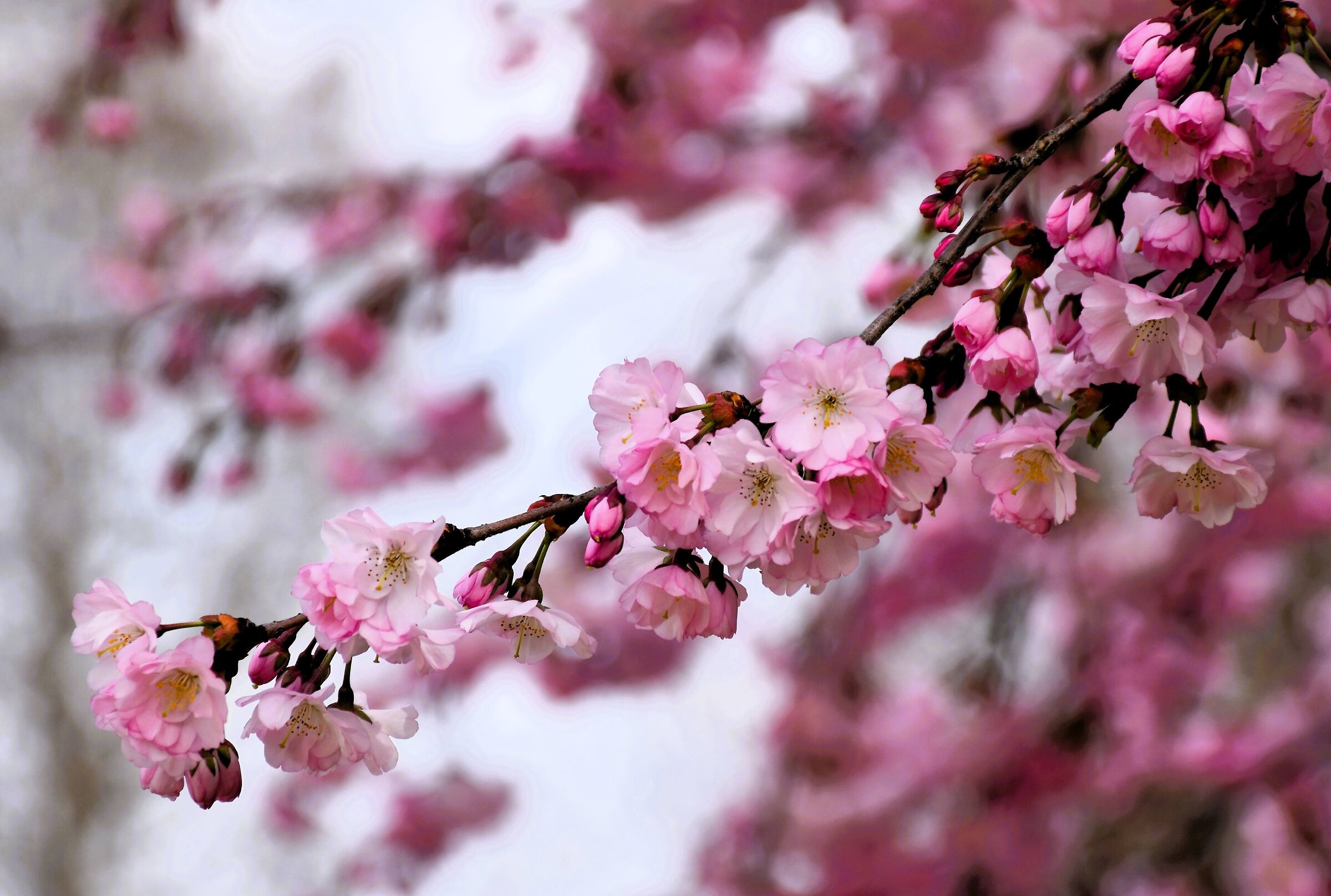 Fioritura ciliegi giapponesi
