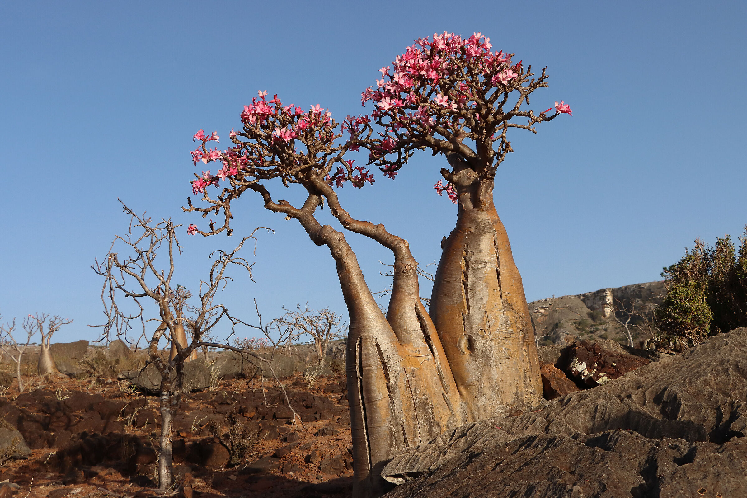 S O C O T R A - (Adenium obesum socotra)
