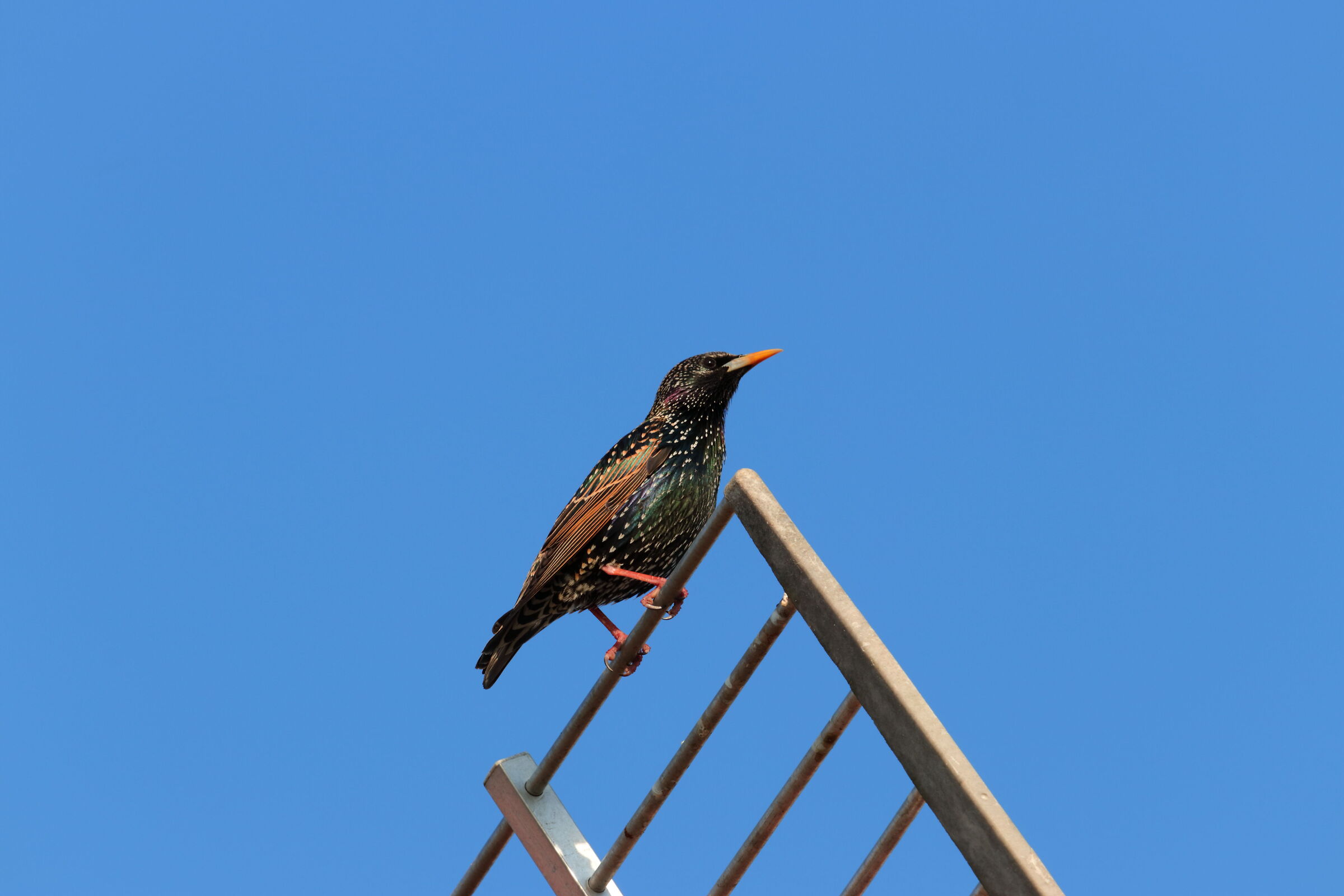 storno comune sturnus vulgaris
