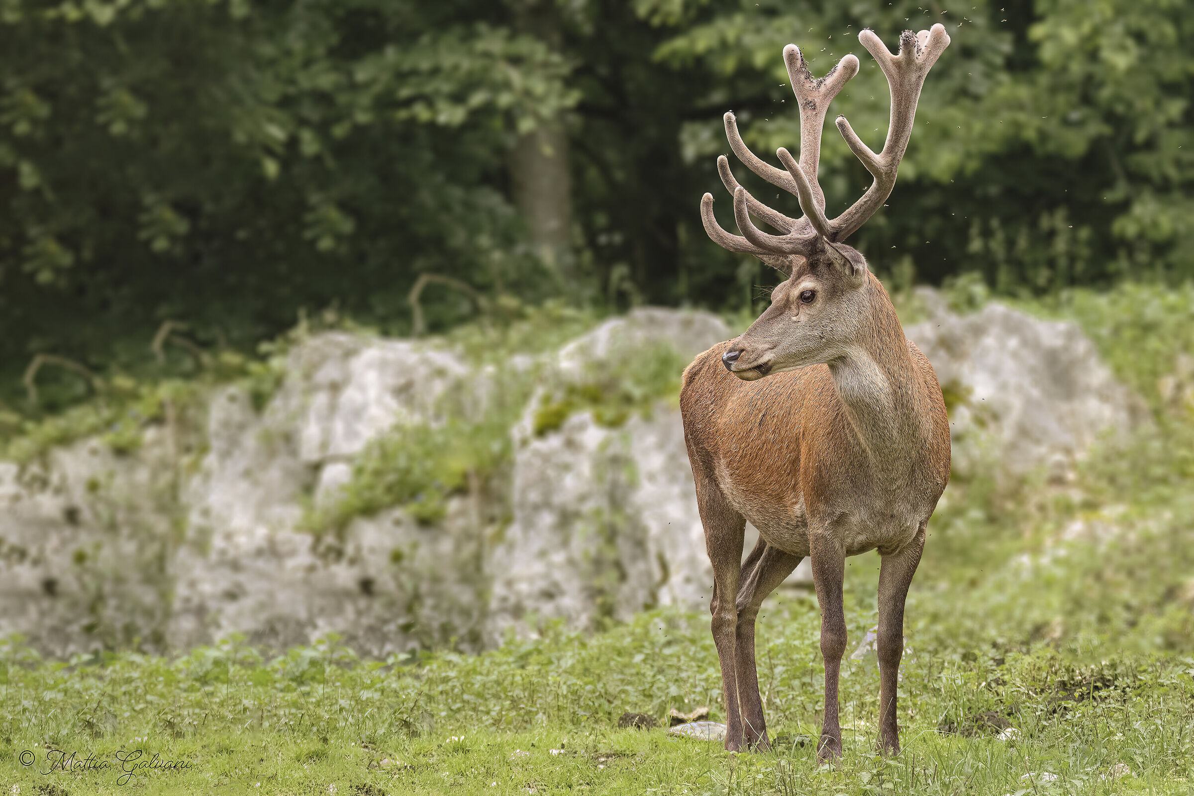 The Deer and the Annoying Flies