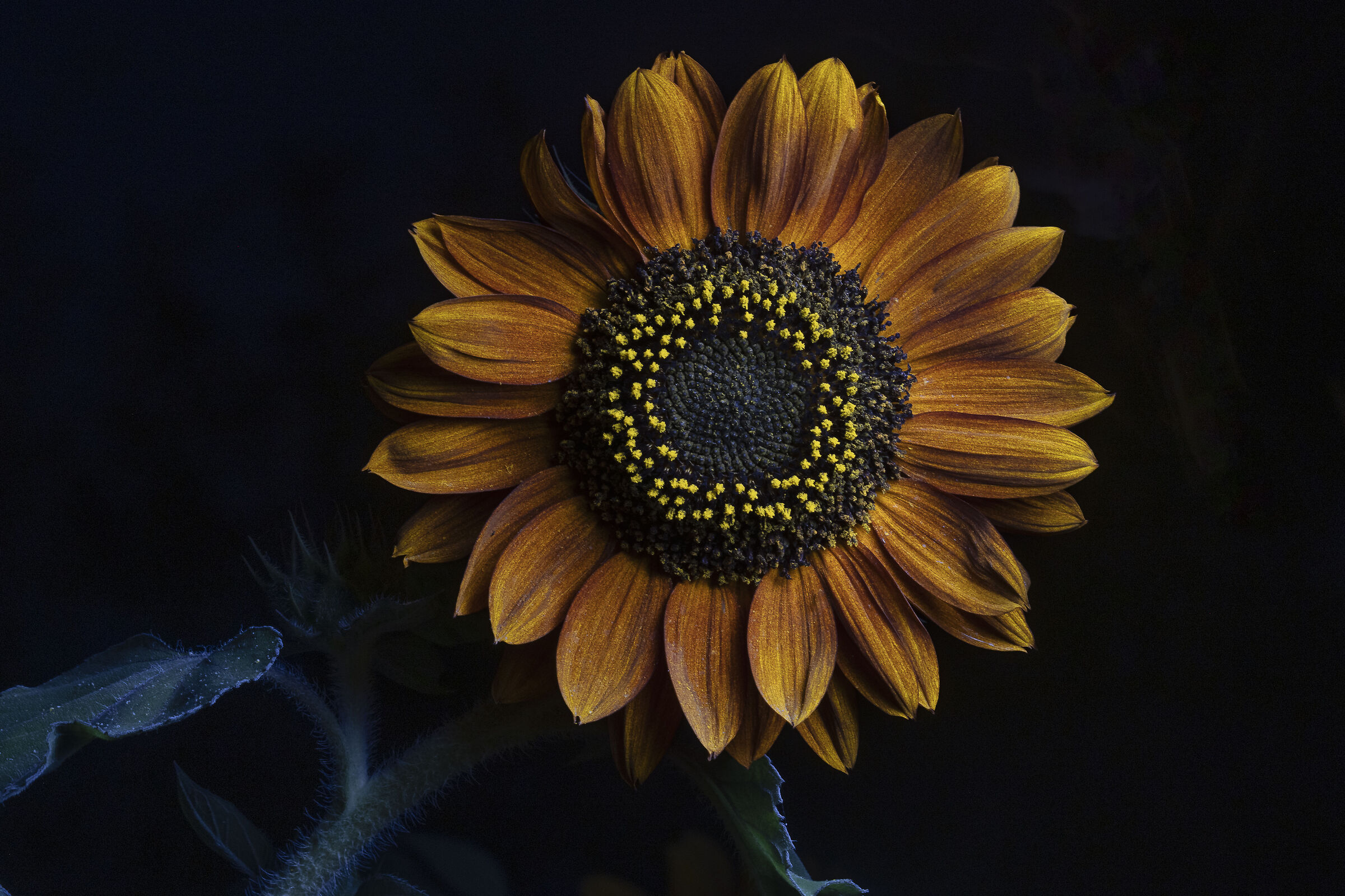 Light Painting Sunflower