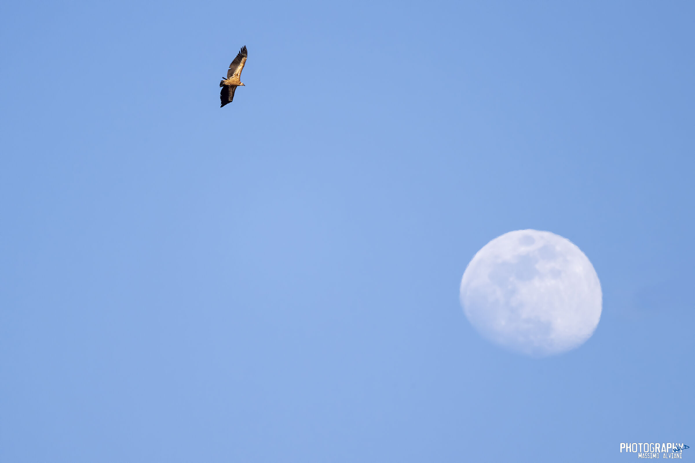 Griffin and the Moon.........