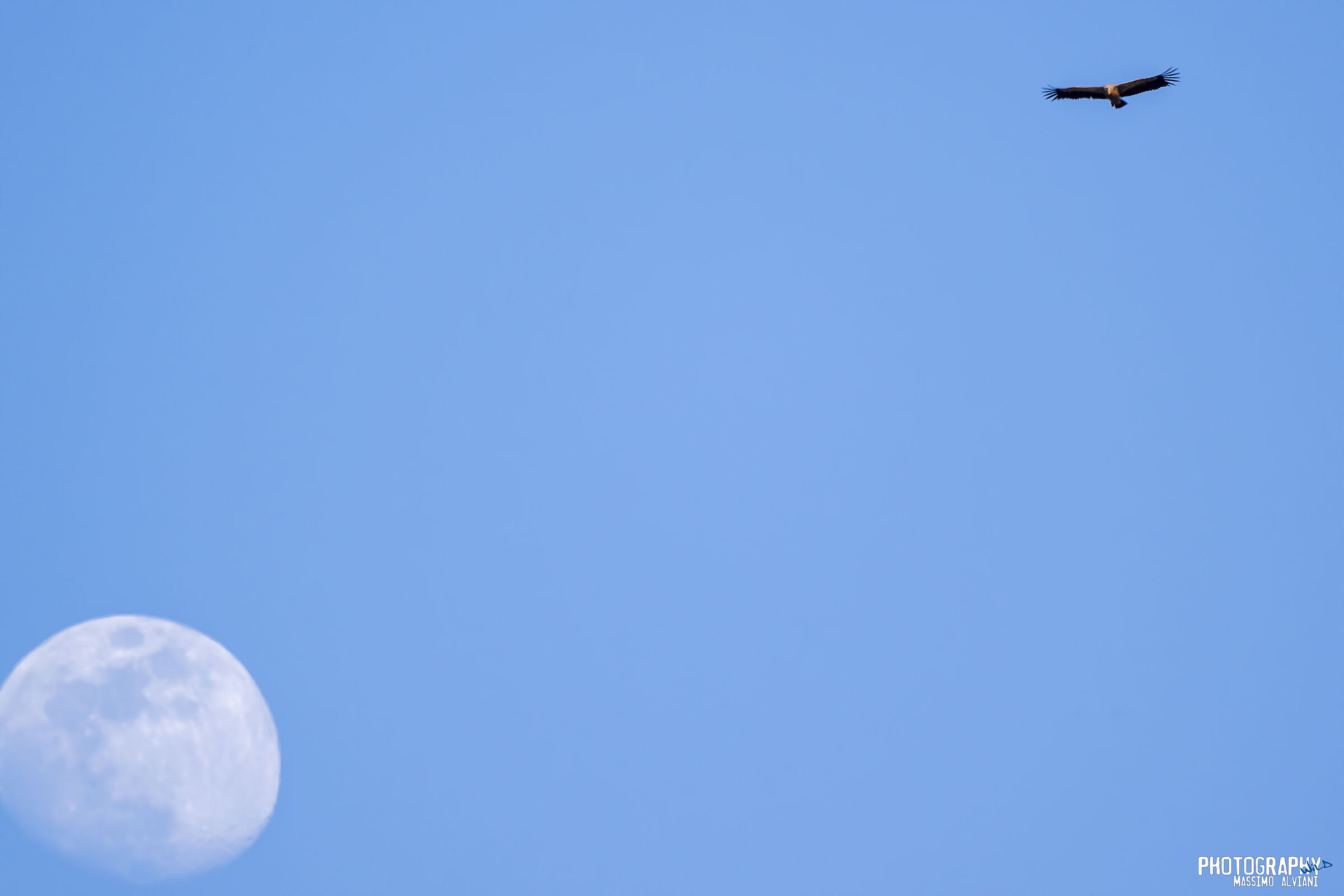 Griffin and the Moon....... 3