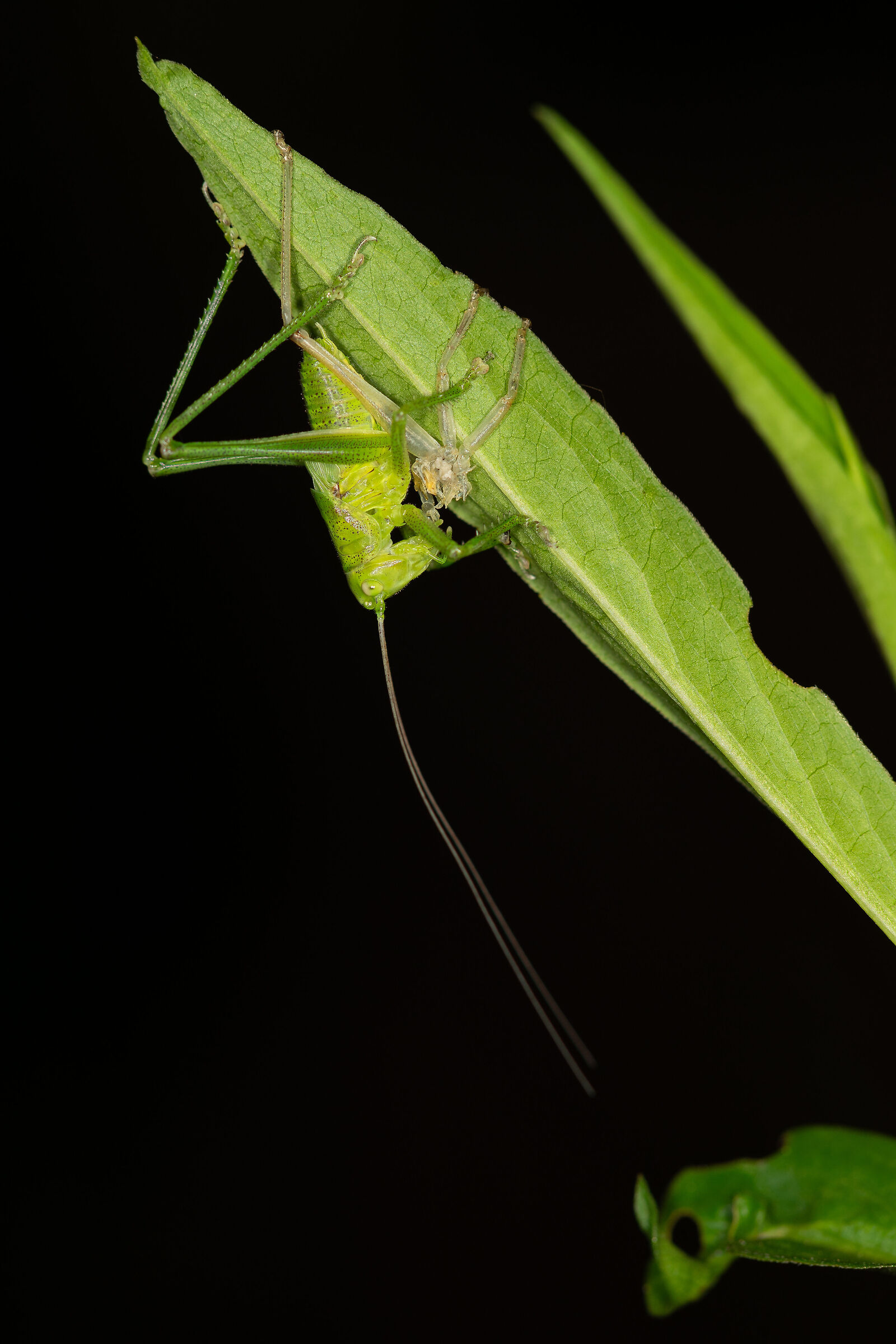 La muta della Tettigonia viridissima, 9