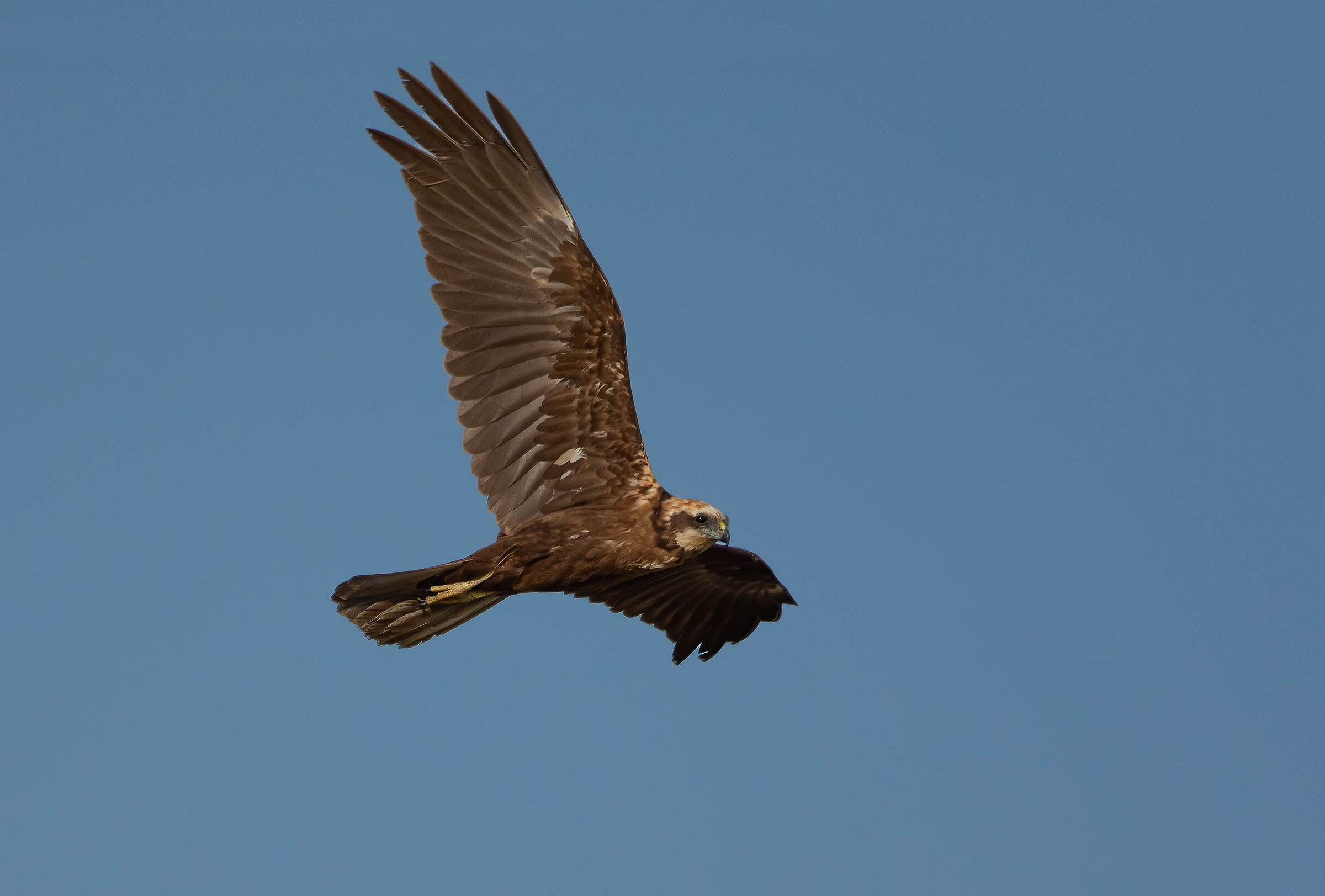 Falco di palude &female;