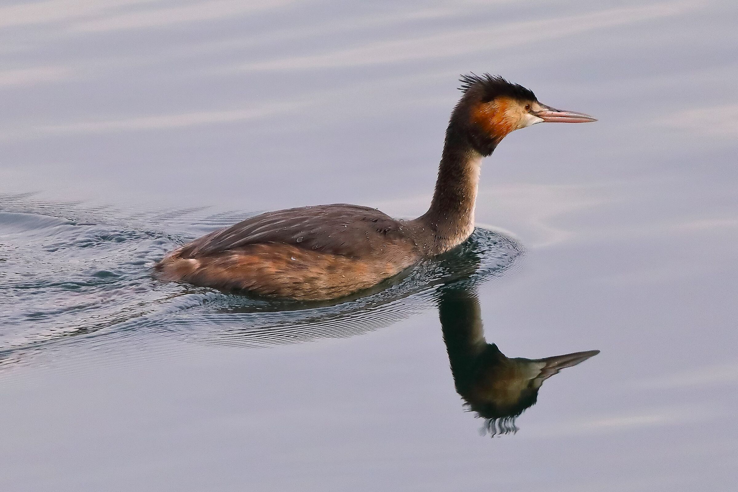Grebe 22 January 2024 - 0029