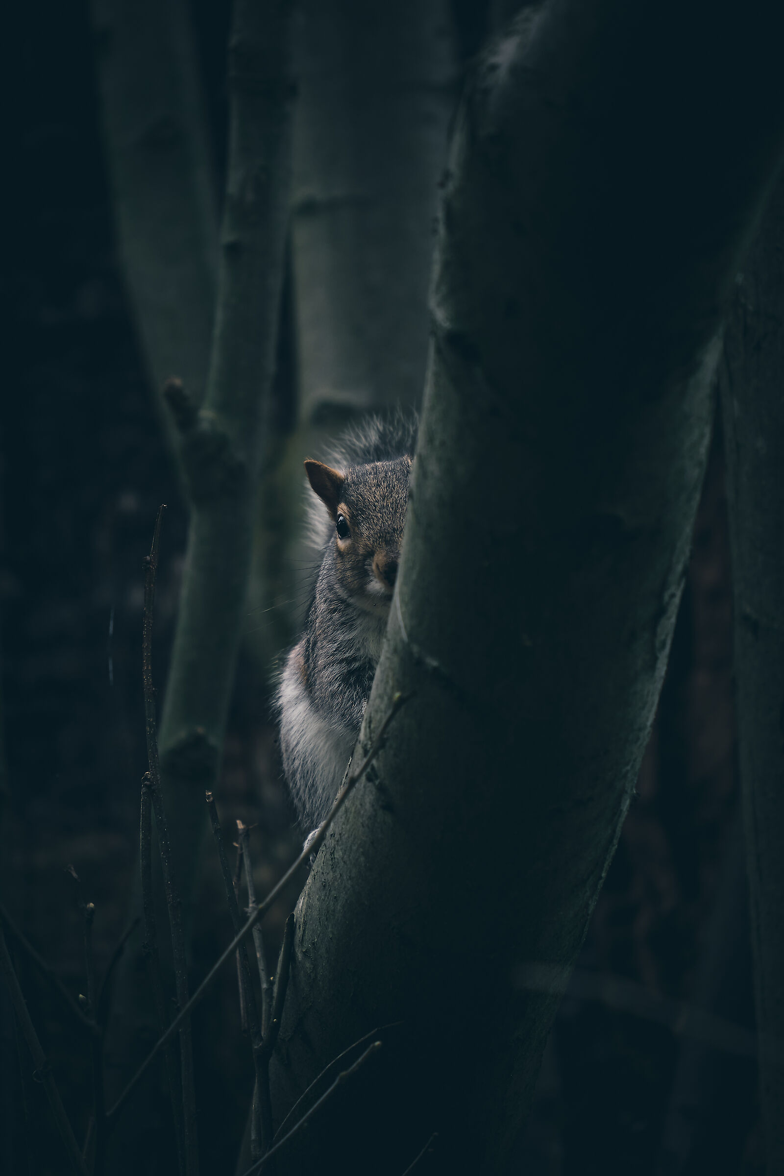 Squirrel 2