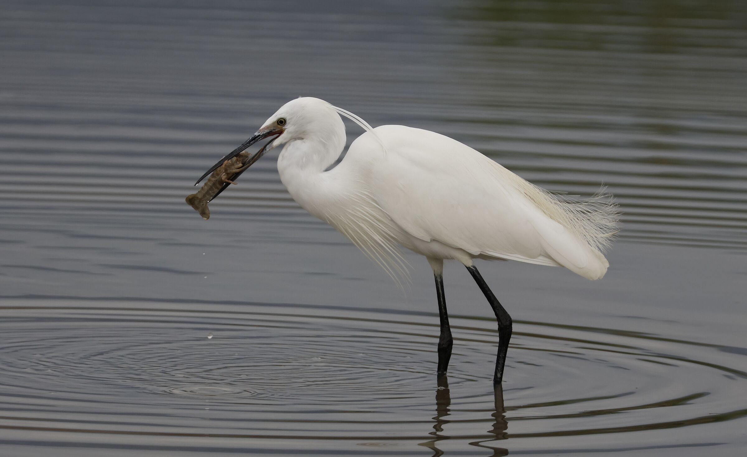 Hungry Egret
