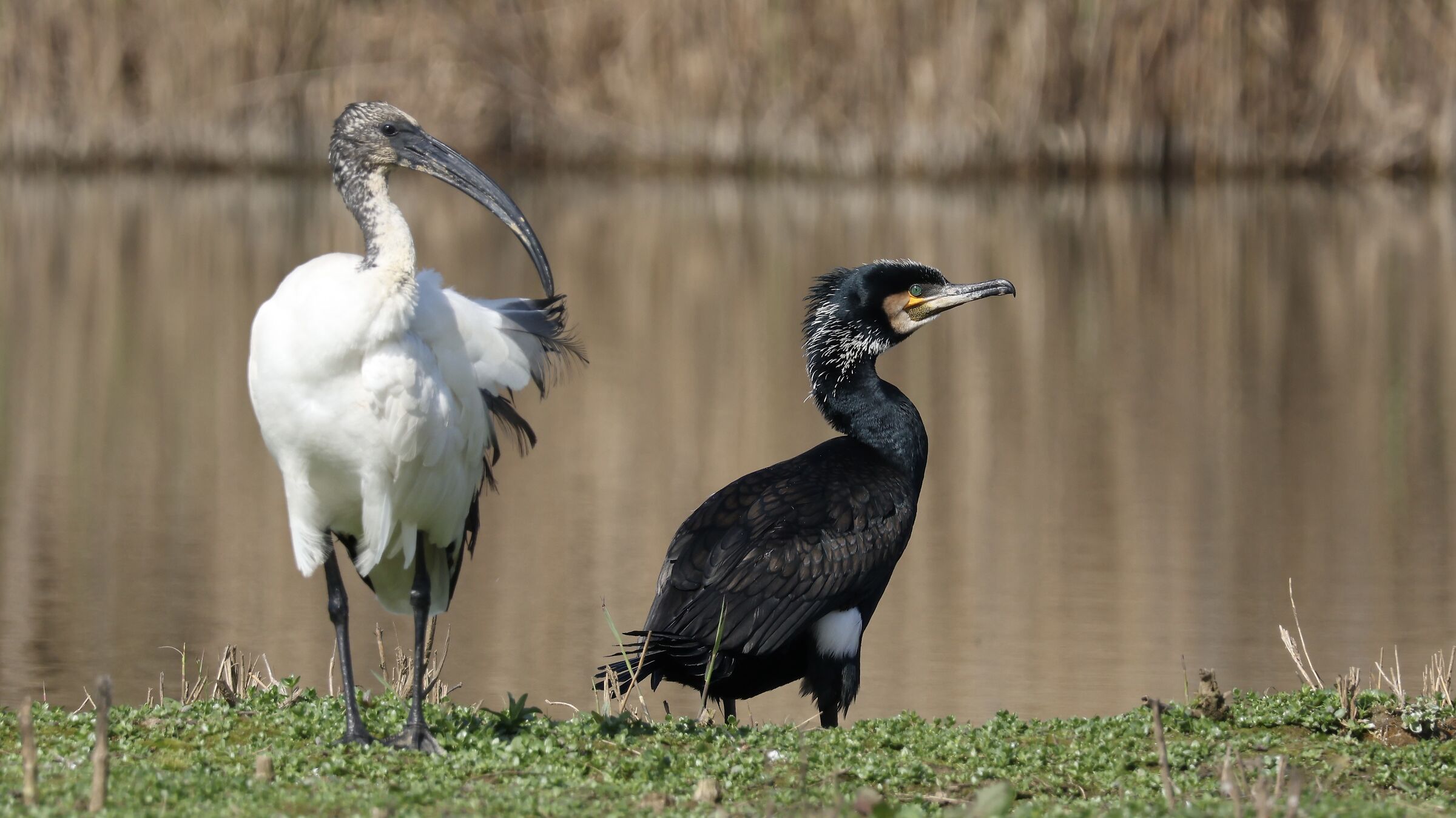 The Odd Couple